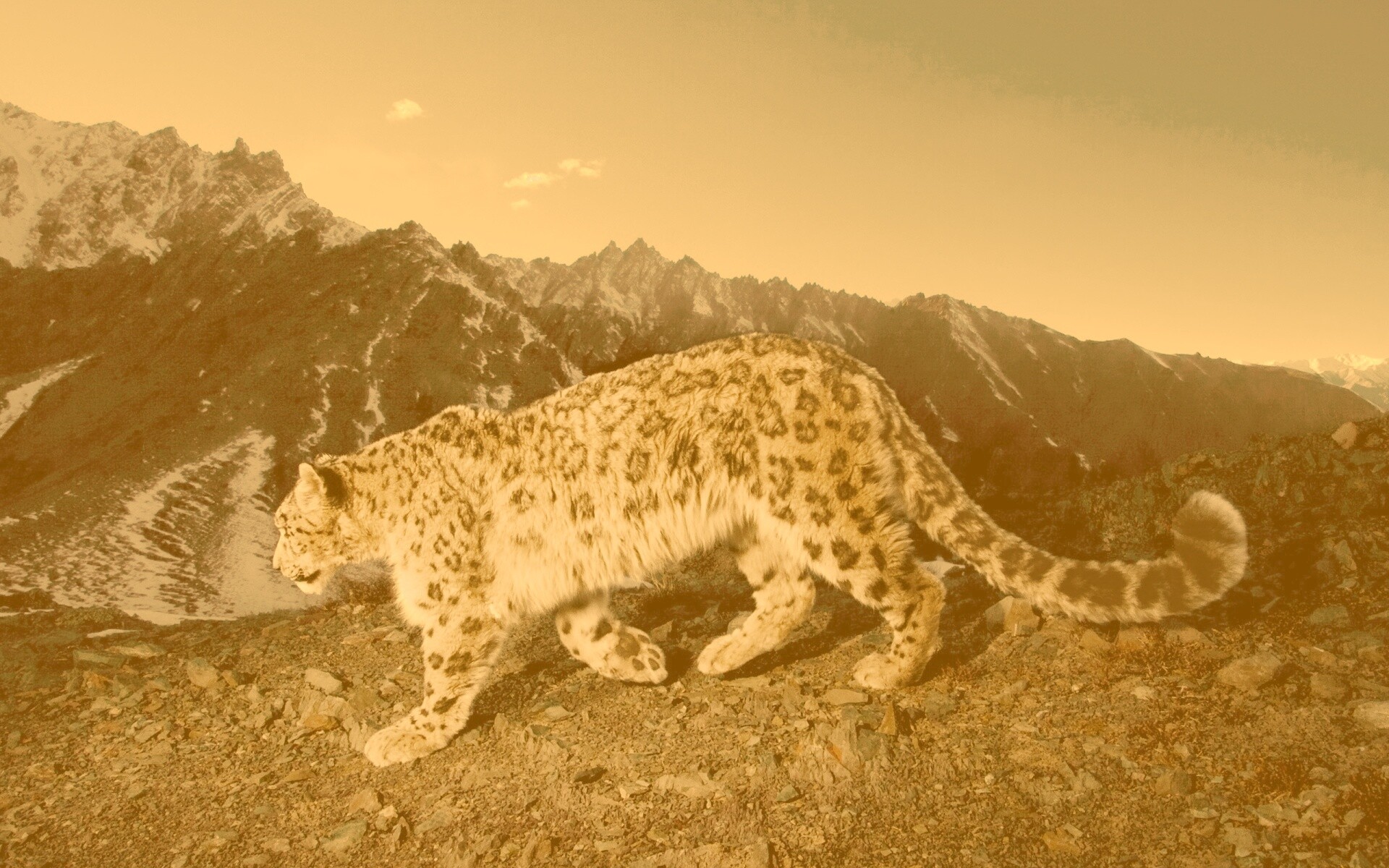 Леопард обои