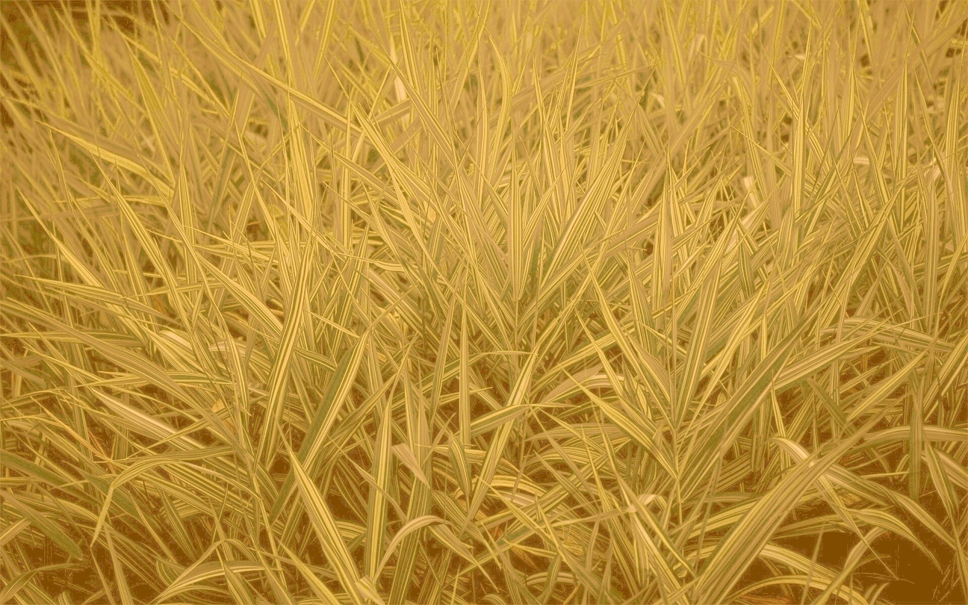 Дикая трава обои