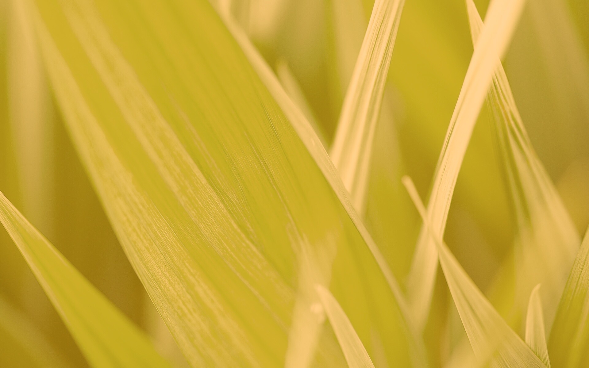 Идеальный кусочек зелени обои