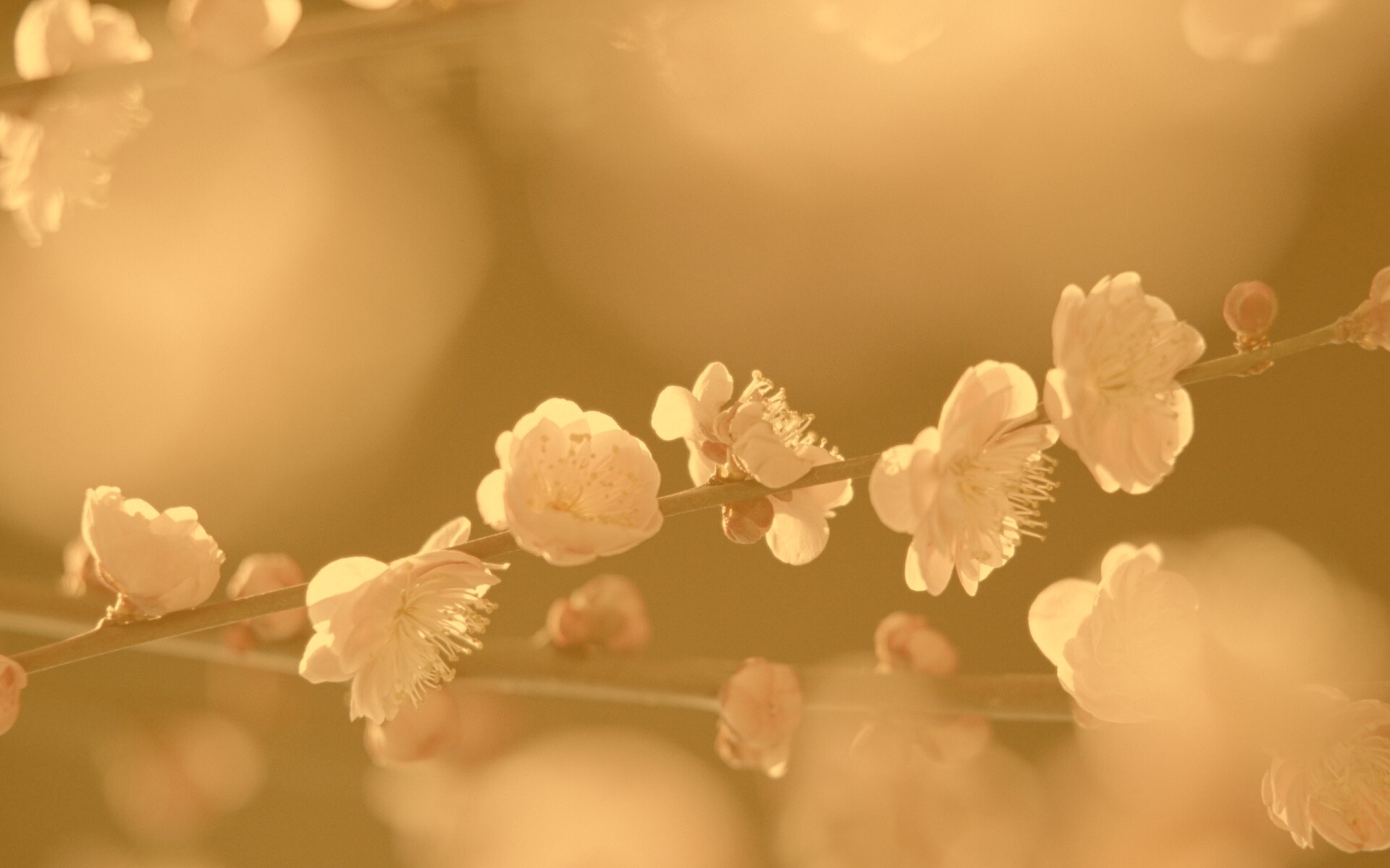 Цветущая вишня обои