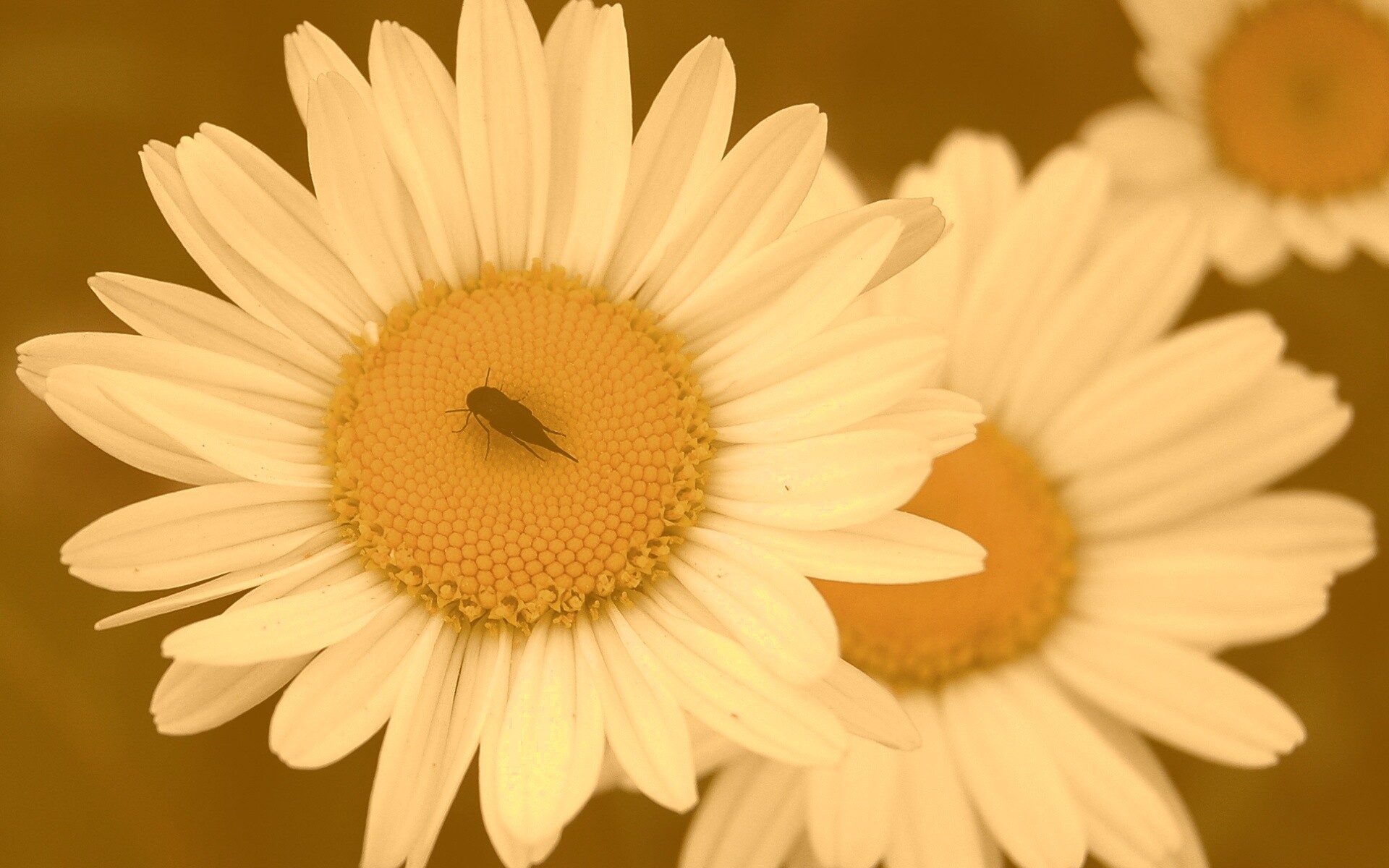 Ромашки обои