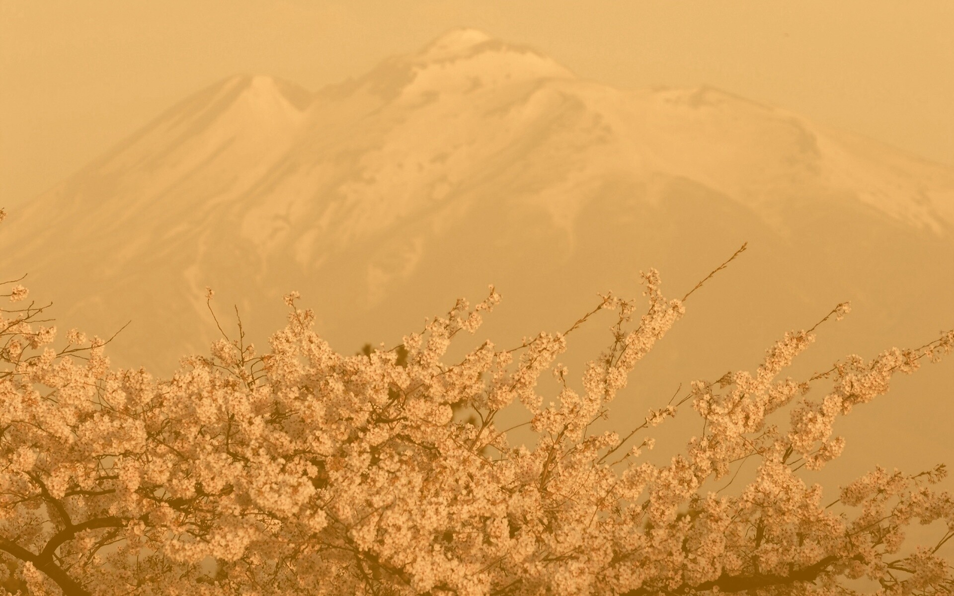 Цветение вишни в горах обои