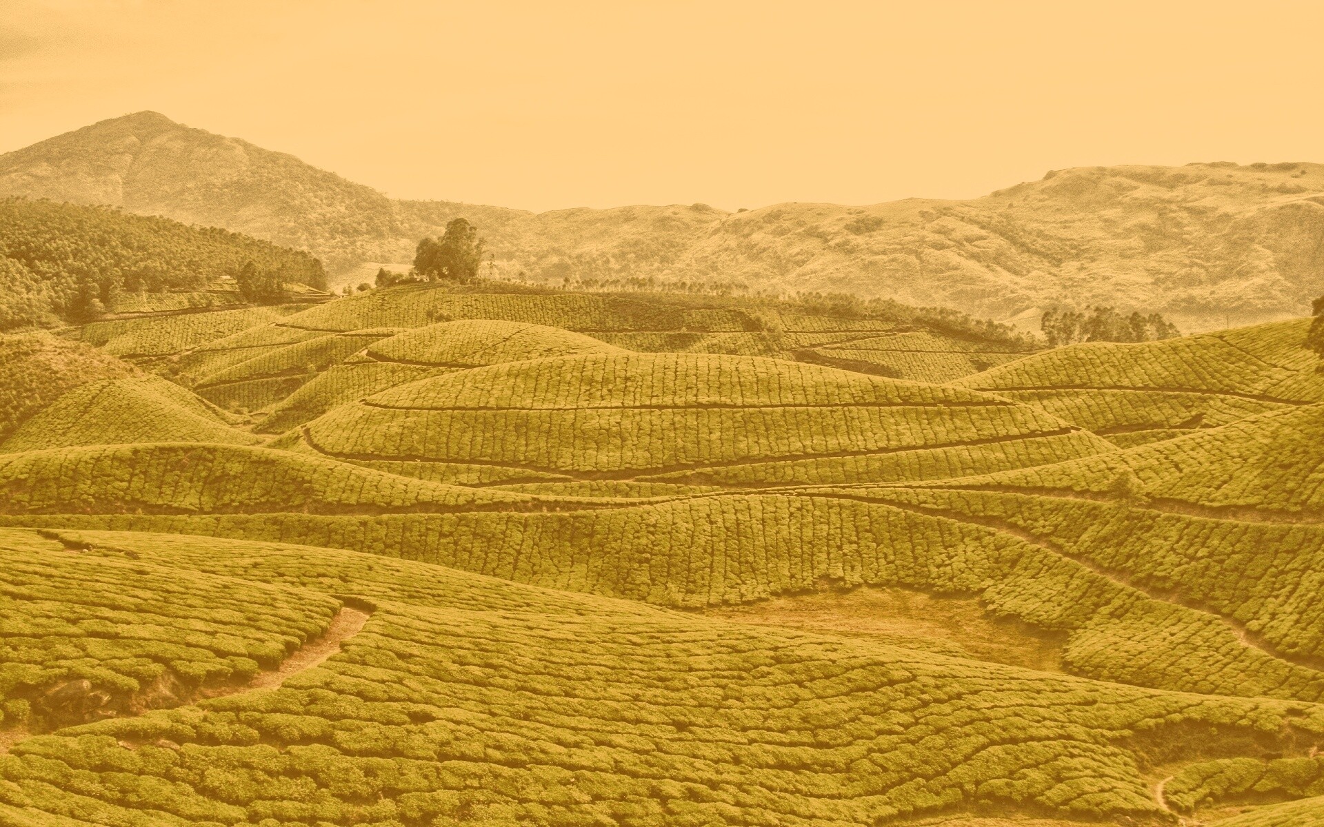 Плантации в Индии обои