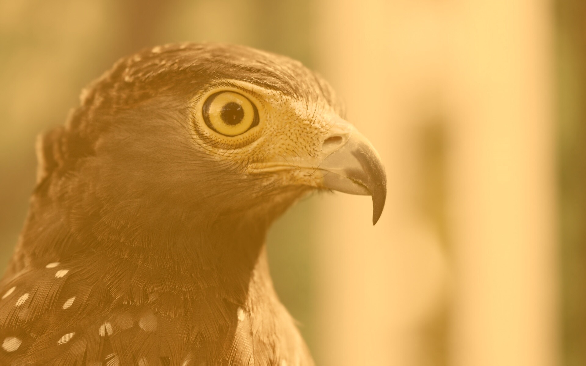 Взгляд орла обои