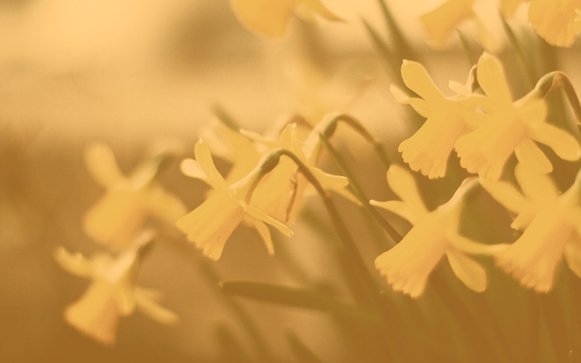 Нарциссы обои