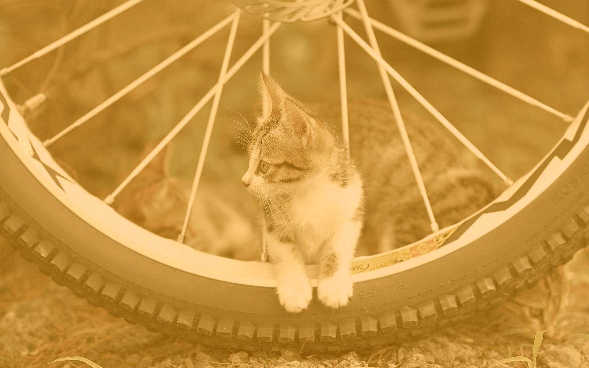 Маленький котенок обои