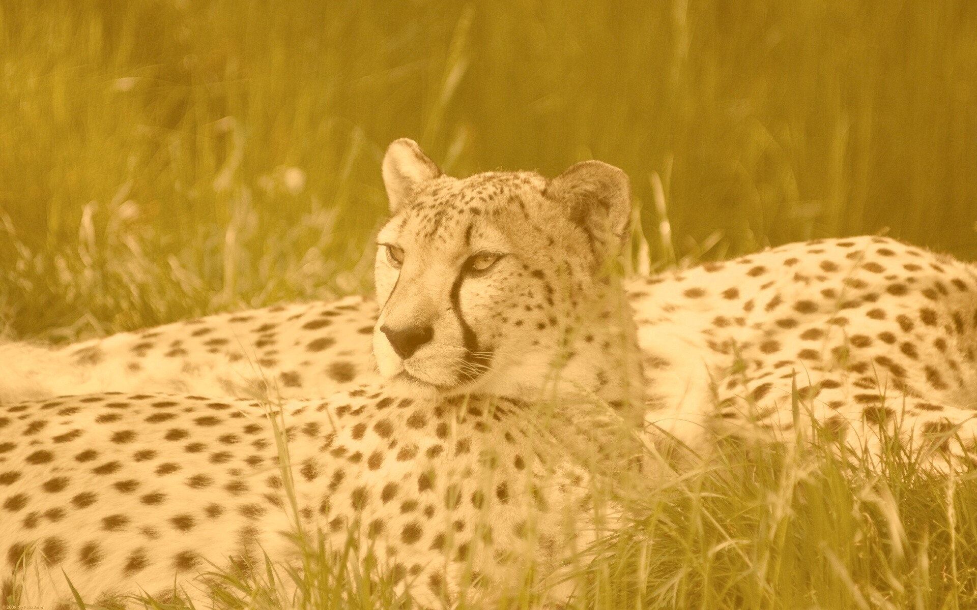 Два изящных гепард в природе обои