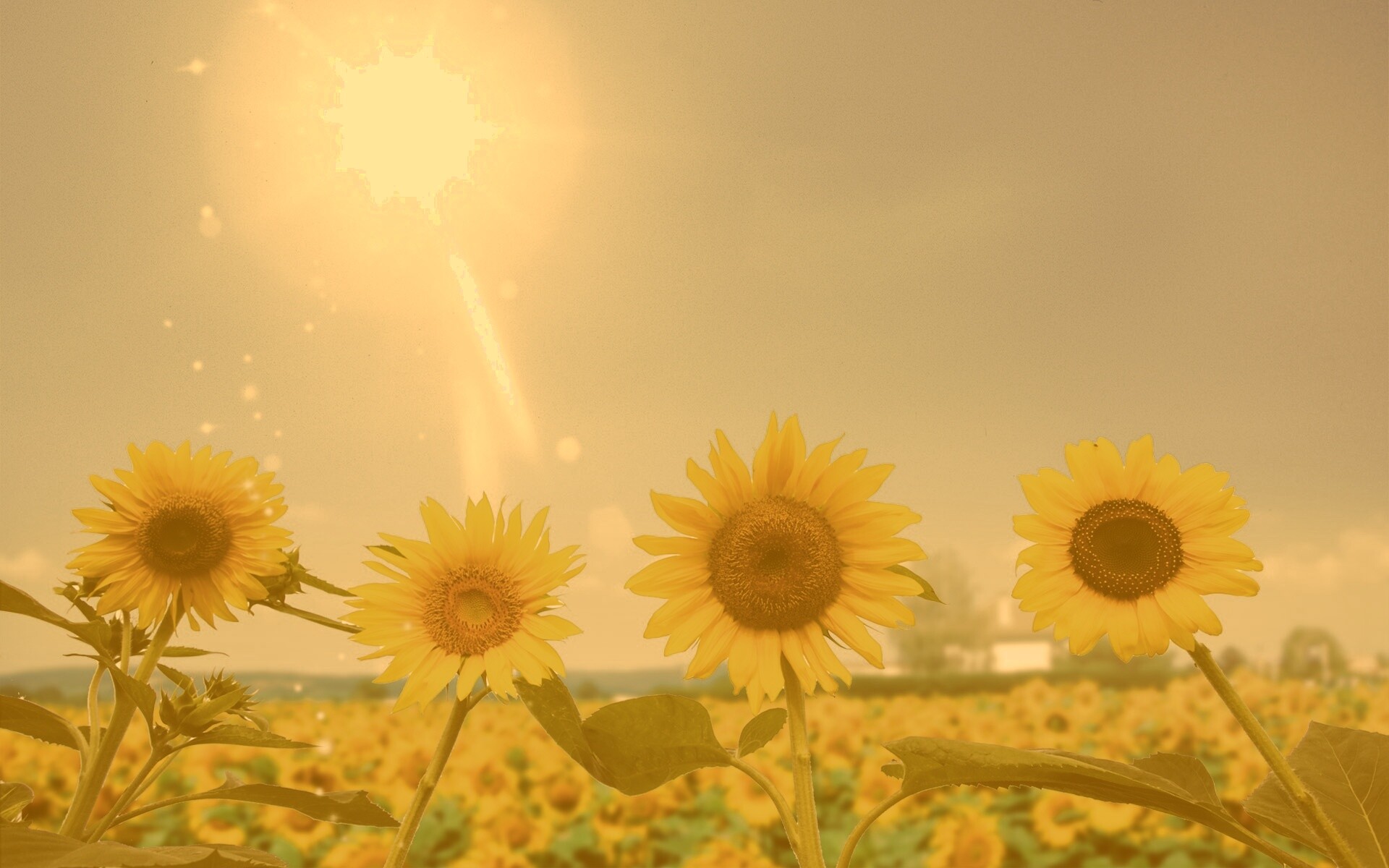 Подсолнухи не смотрят на солнце обои