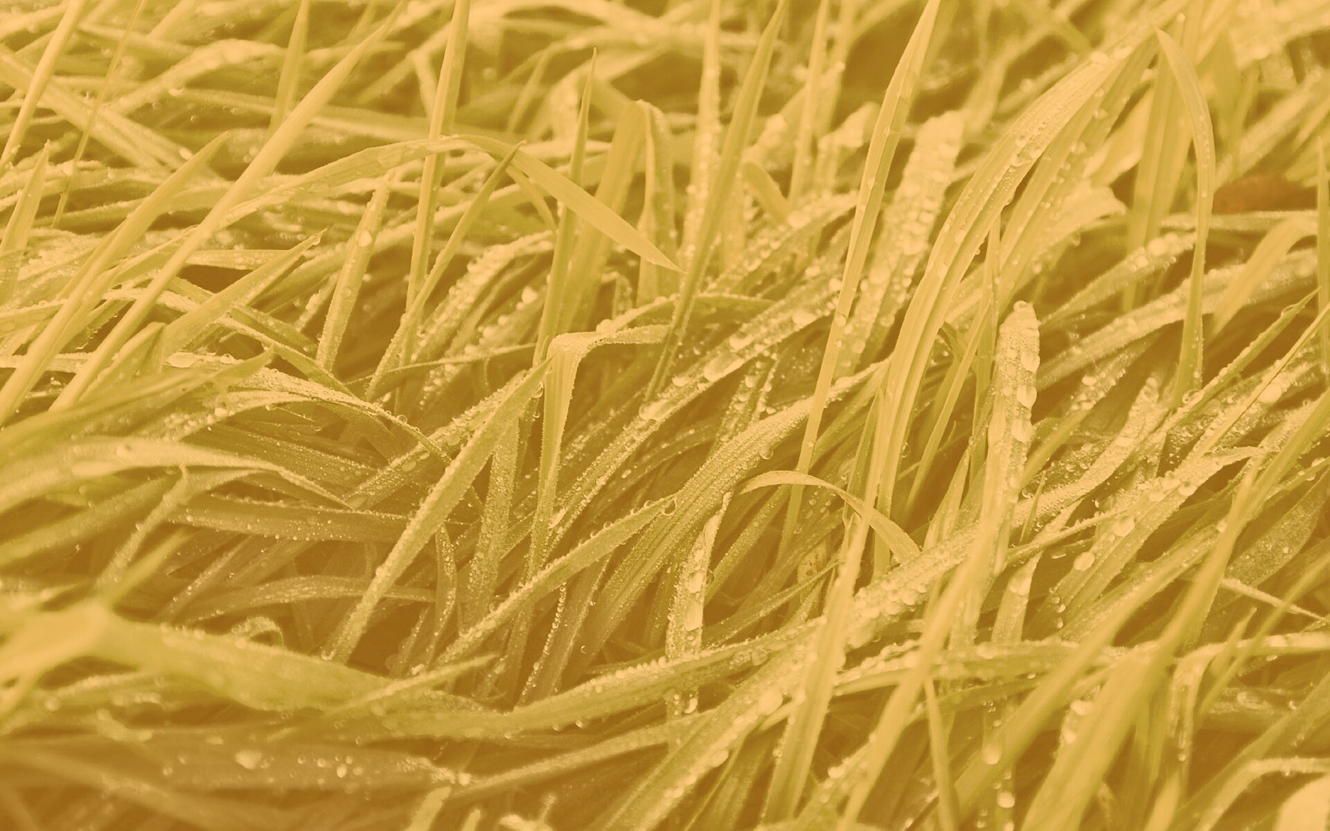 Роса на траве обои