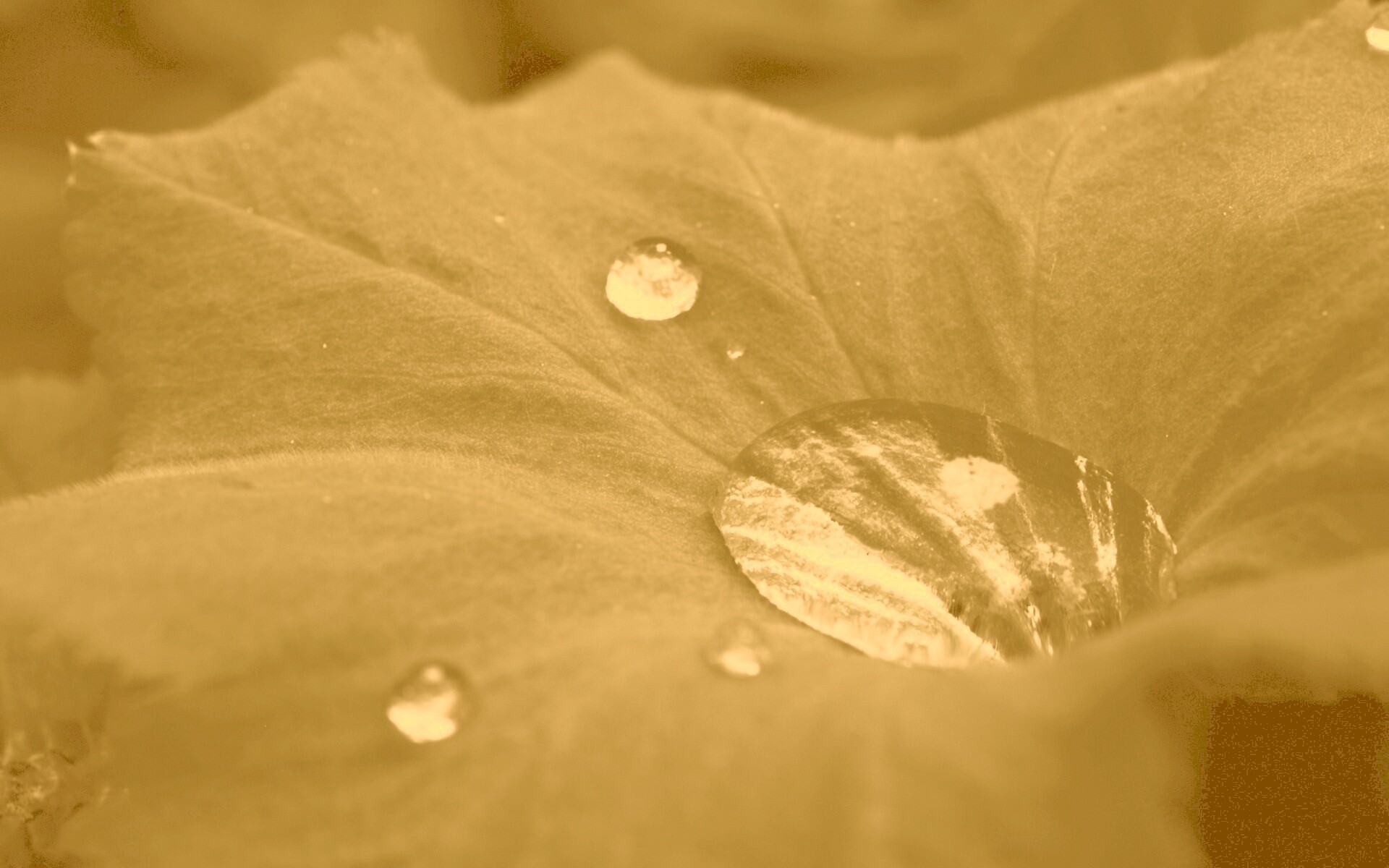 Капля в листе обои