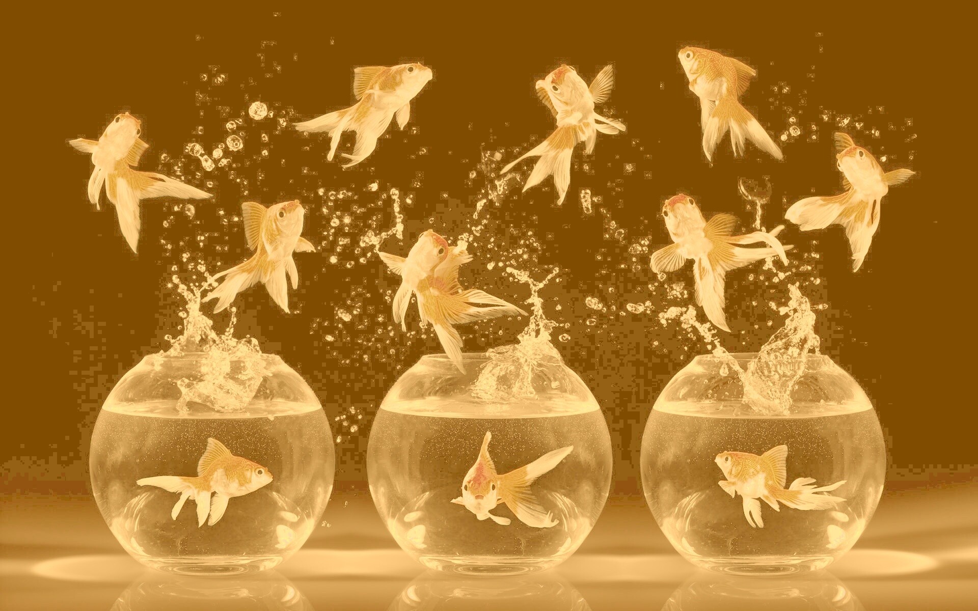 Аквариумы жонглируют рыбами обои