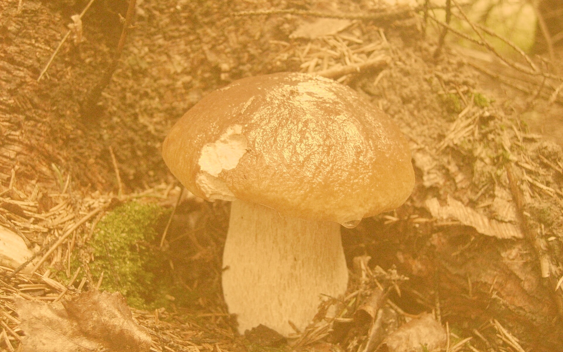 Белый гриб обои