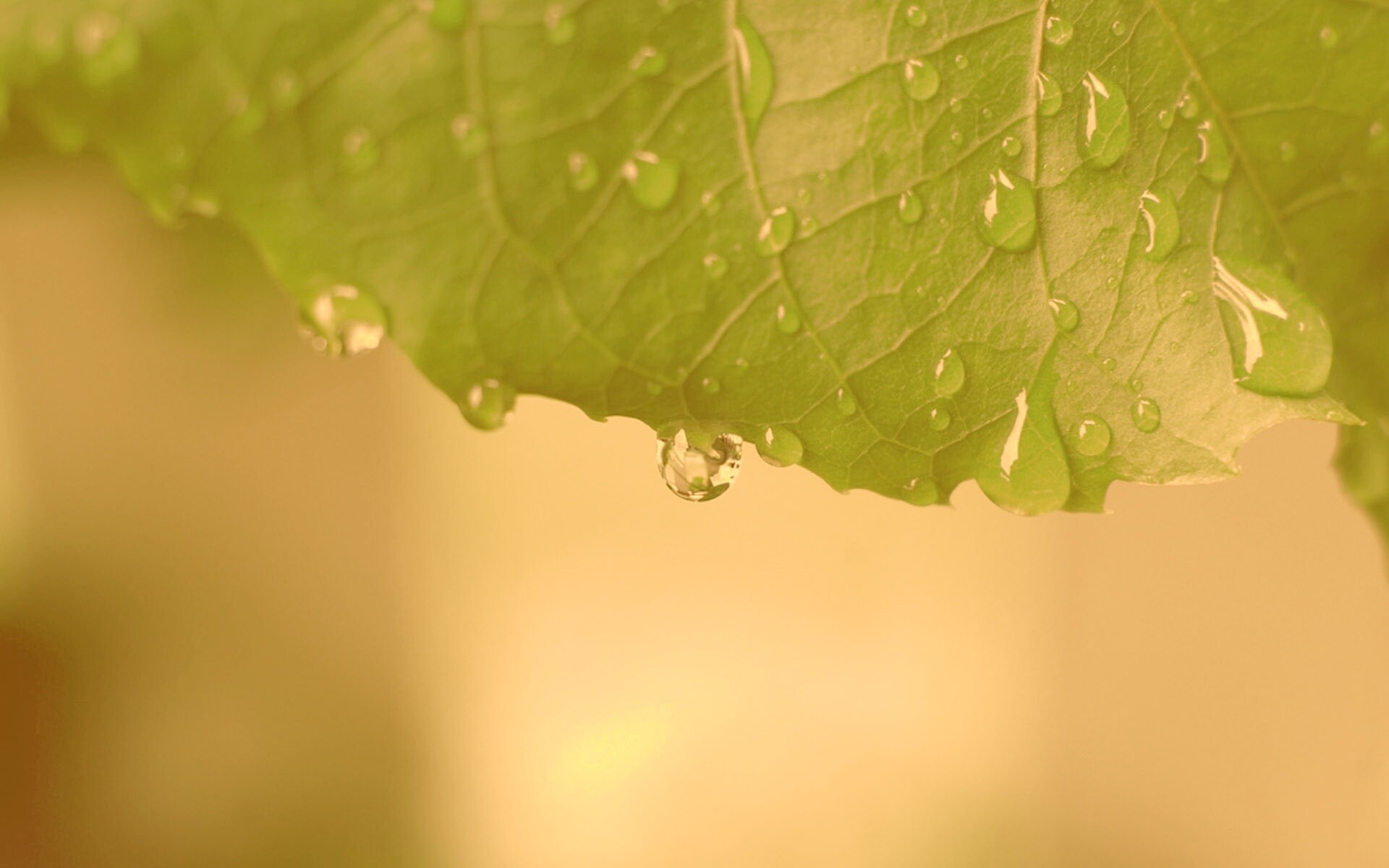 Роса на листе в макро обои