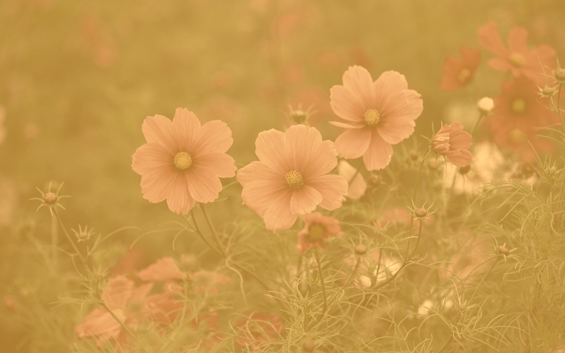 Яркие розовые цветы обои