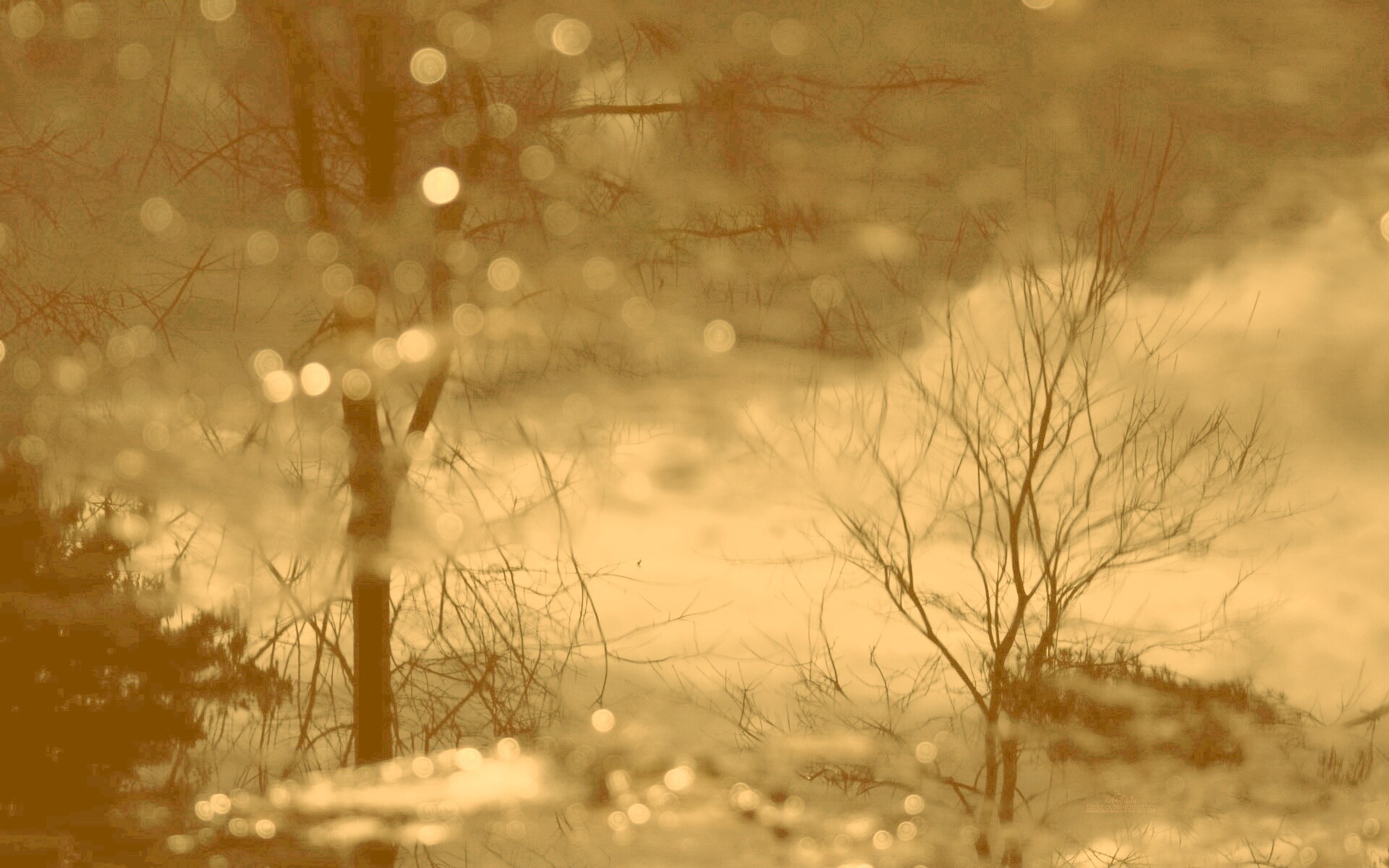 Голые деревья обои