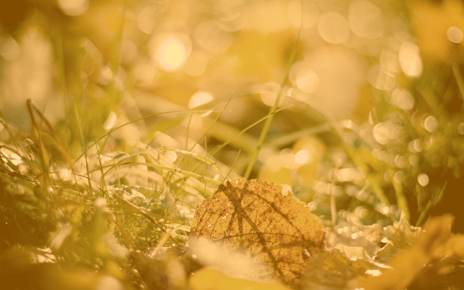 Опавший лист в траве обои