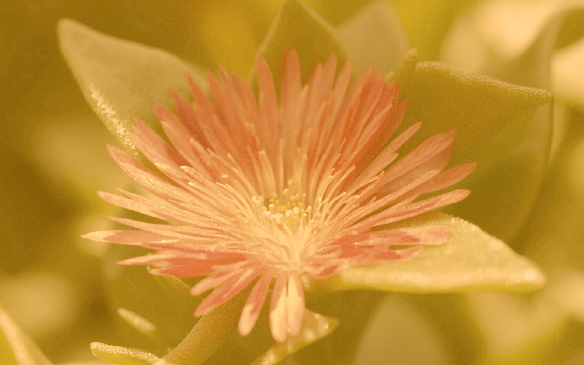 Чудесный цветок обои