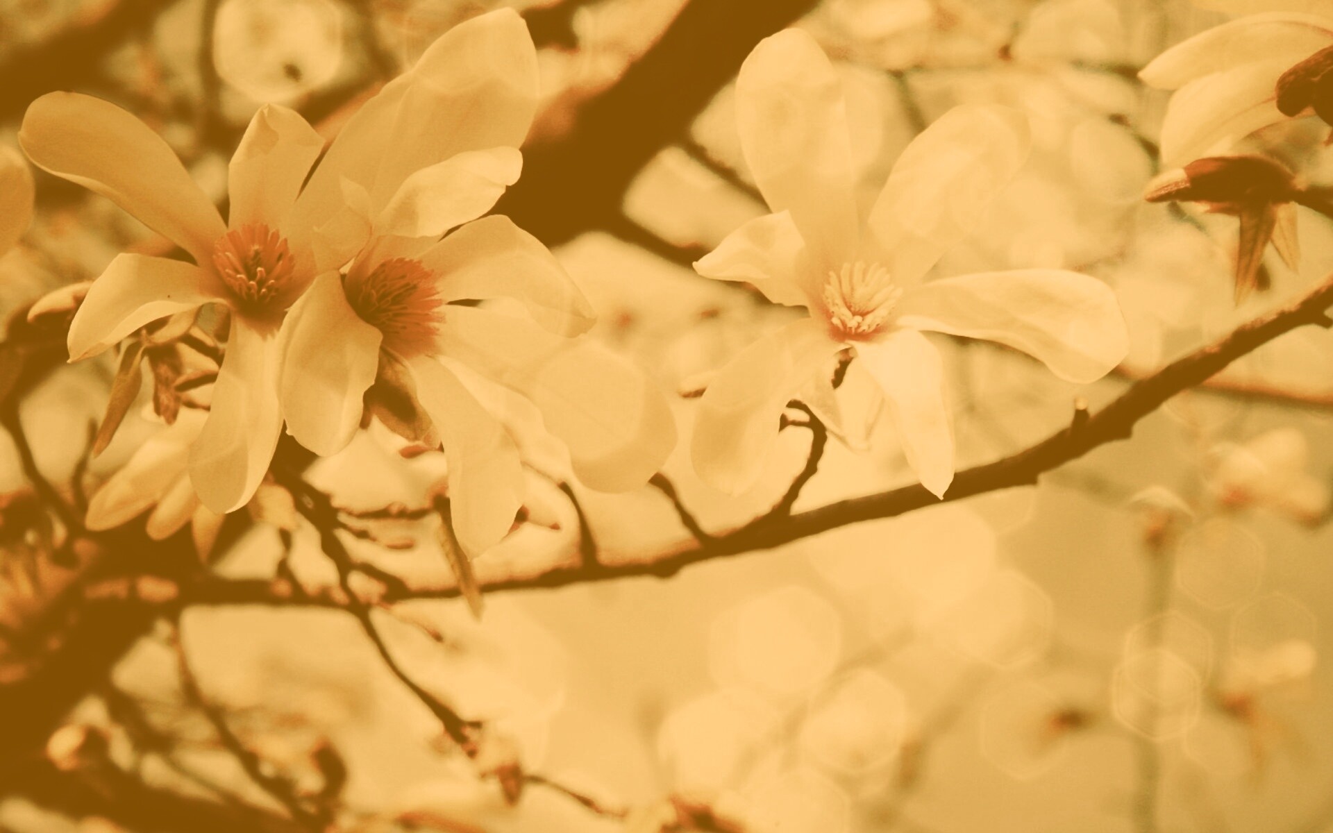 Цветы вишневого дерева обои