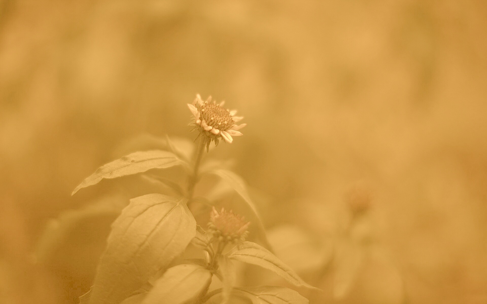 Фотография цветка обои