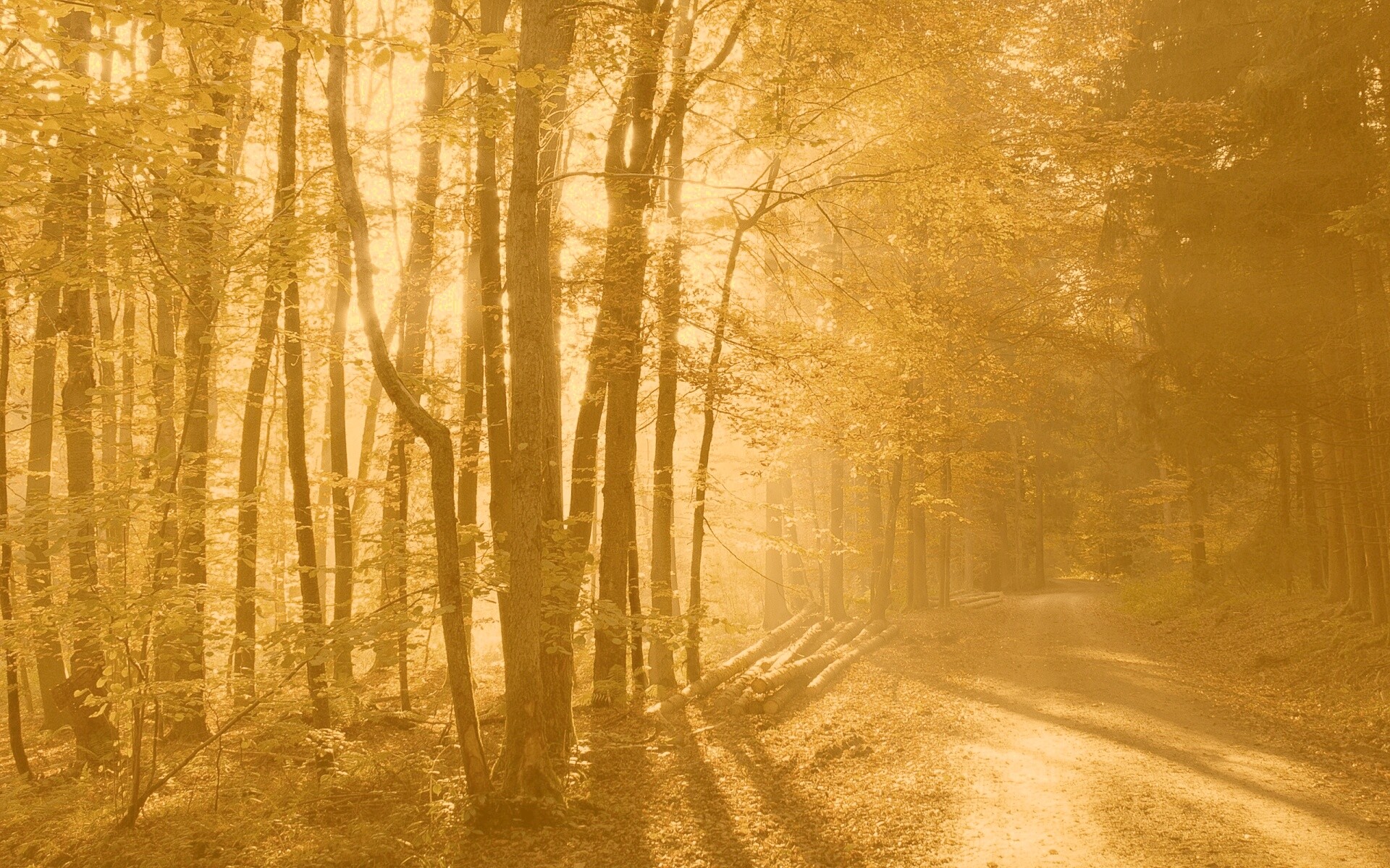 Дорога вдоль просеки в осеннем лесу обои