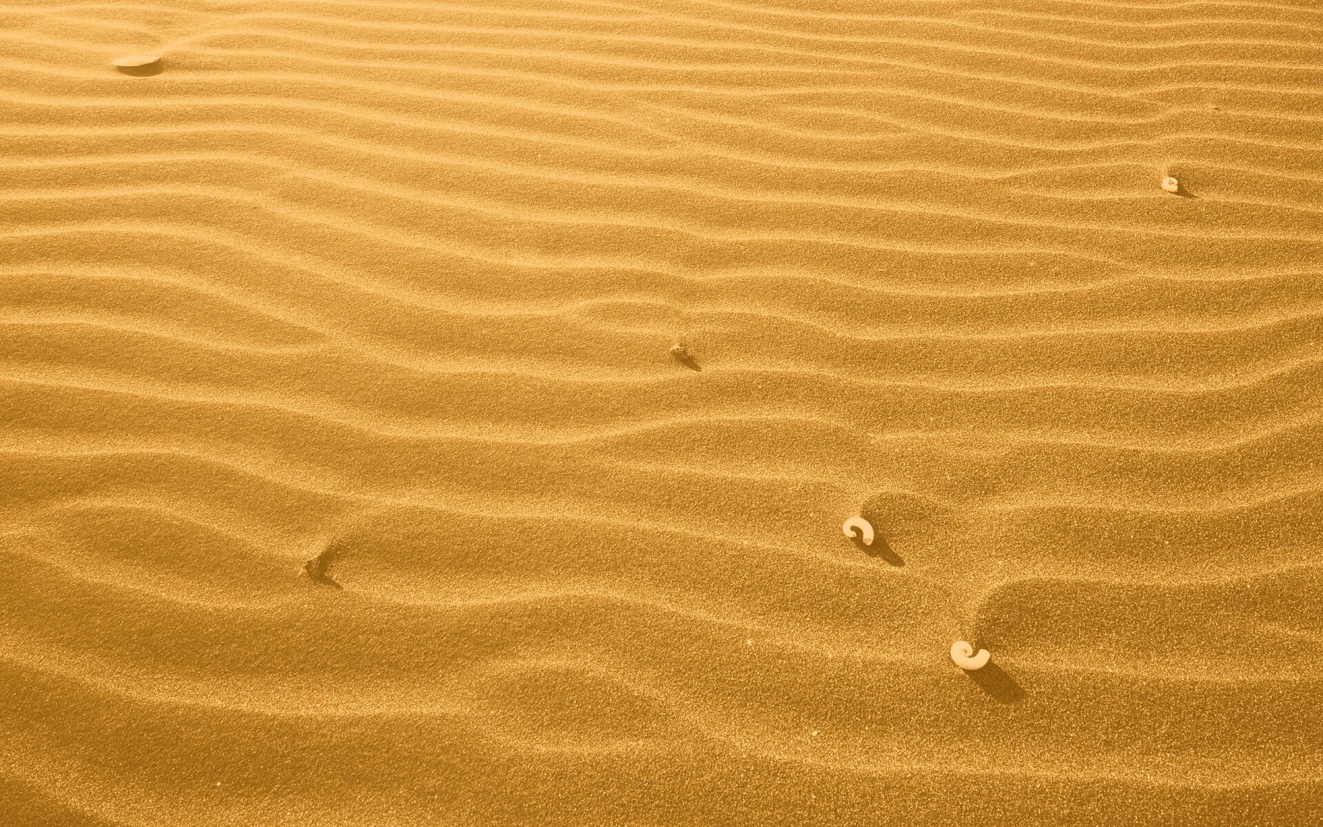 Песок и раковины обои