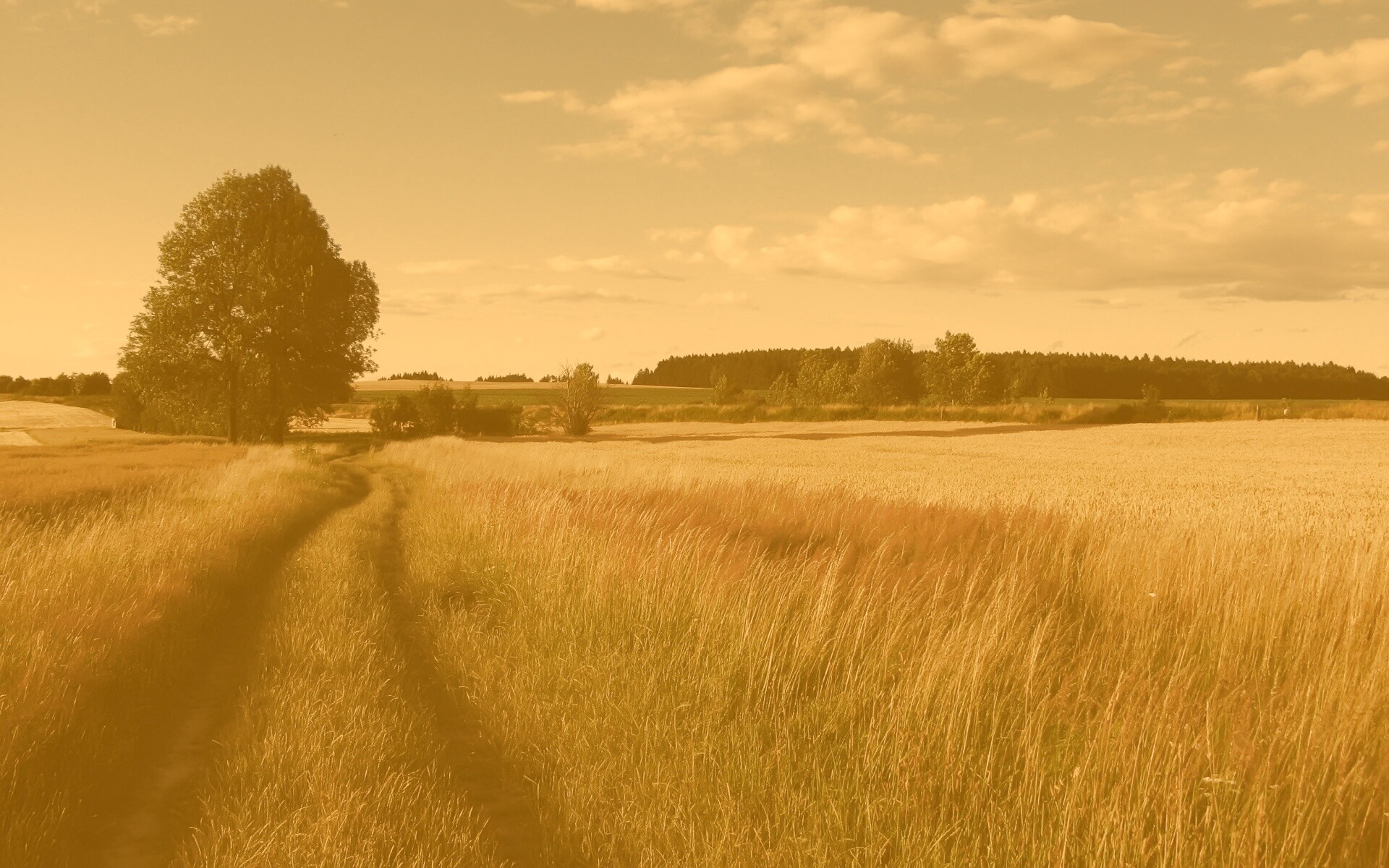Колея в поле обои