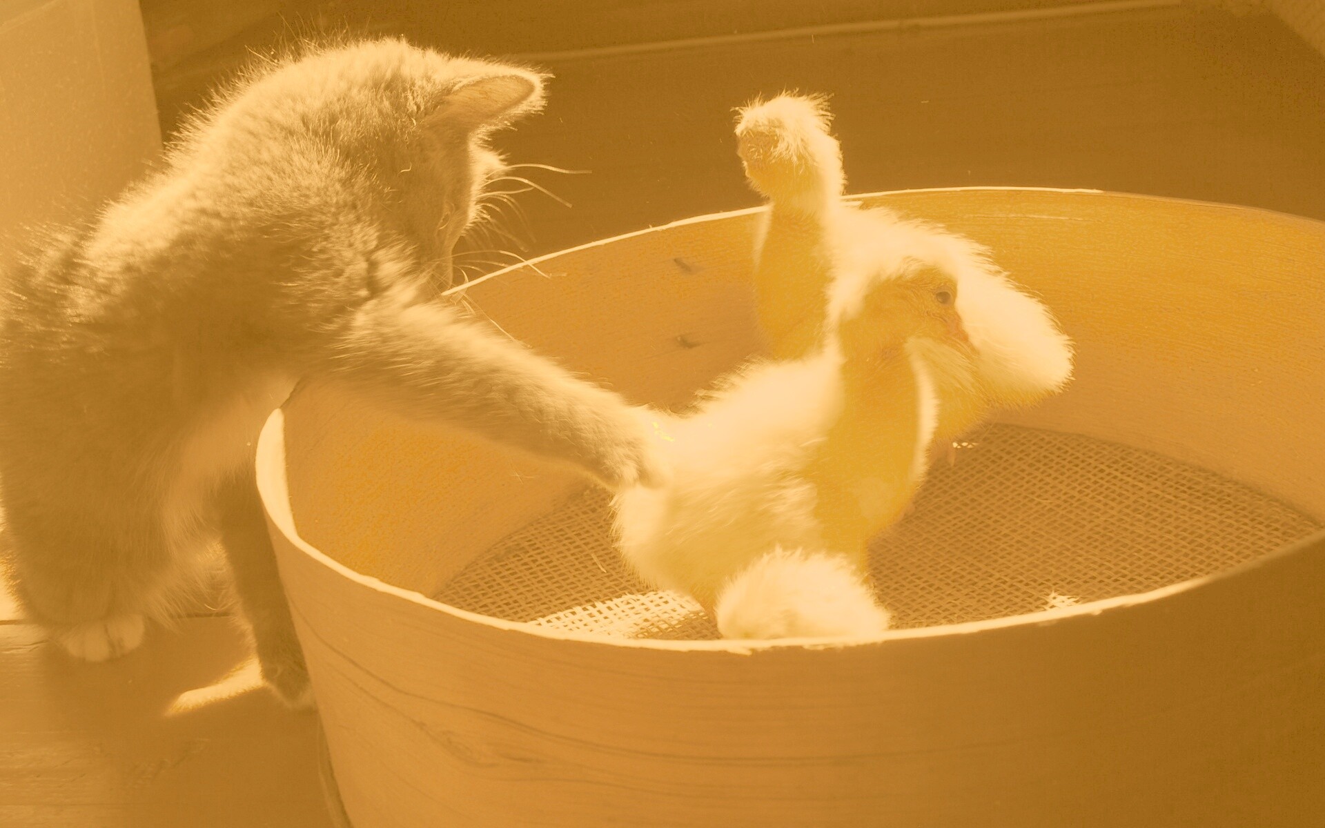 Котенок играет с утятами обои