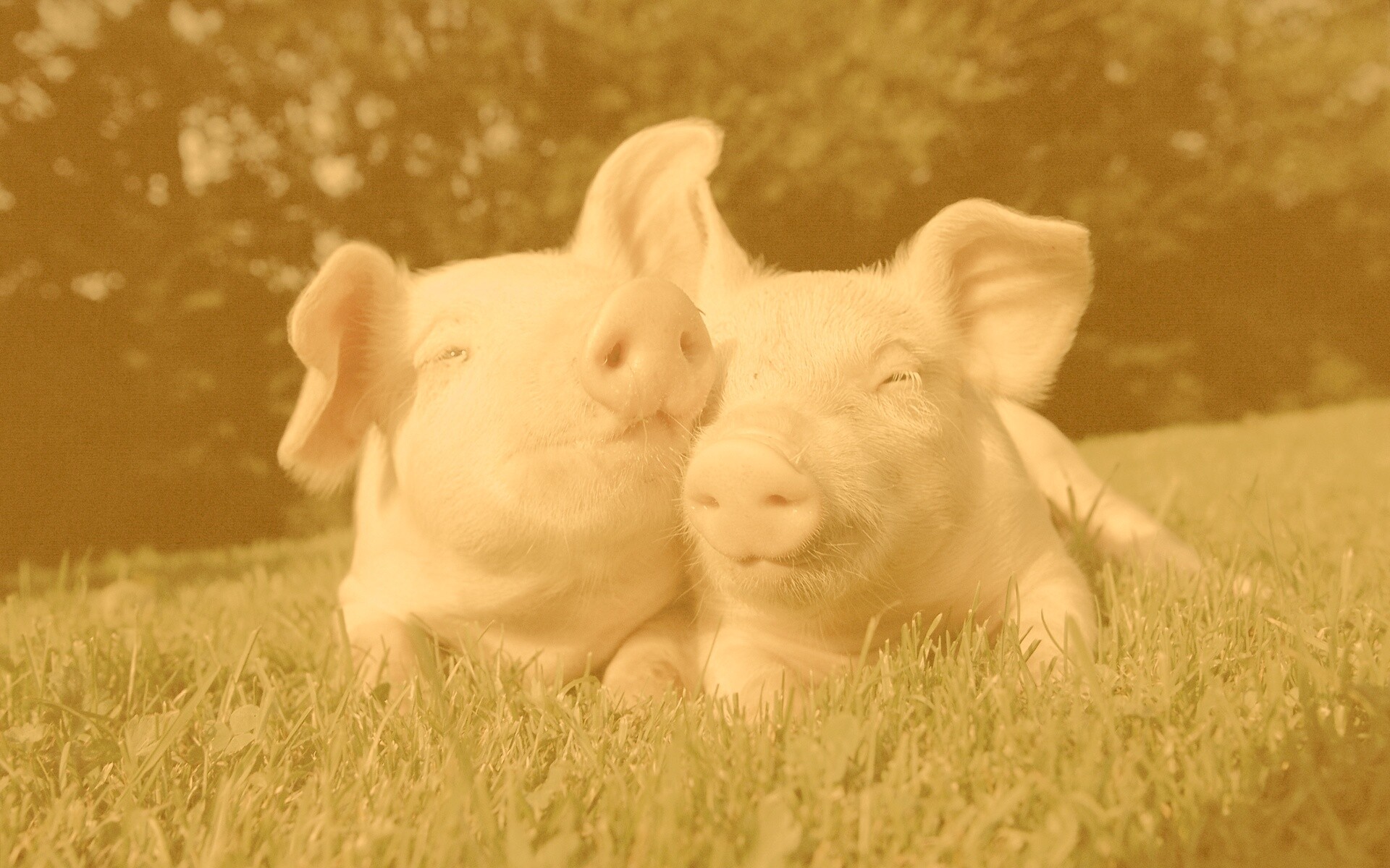 Два поросёнка обои