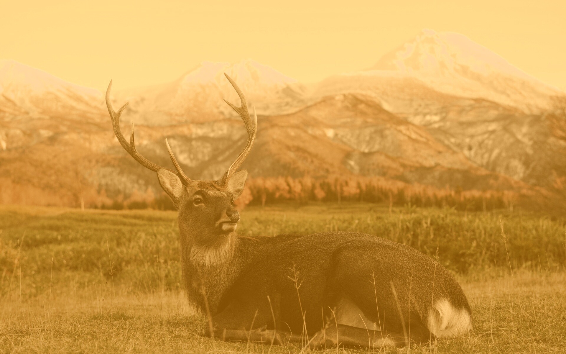 Олень отдыхает в предгорьях обои