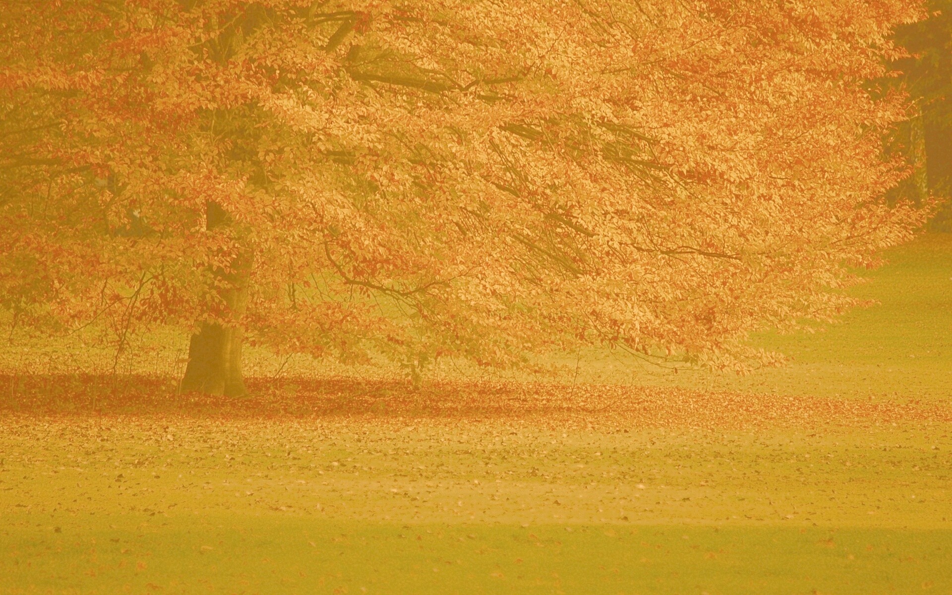 Пожелтевшее дерево с облетающей листвой обои