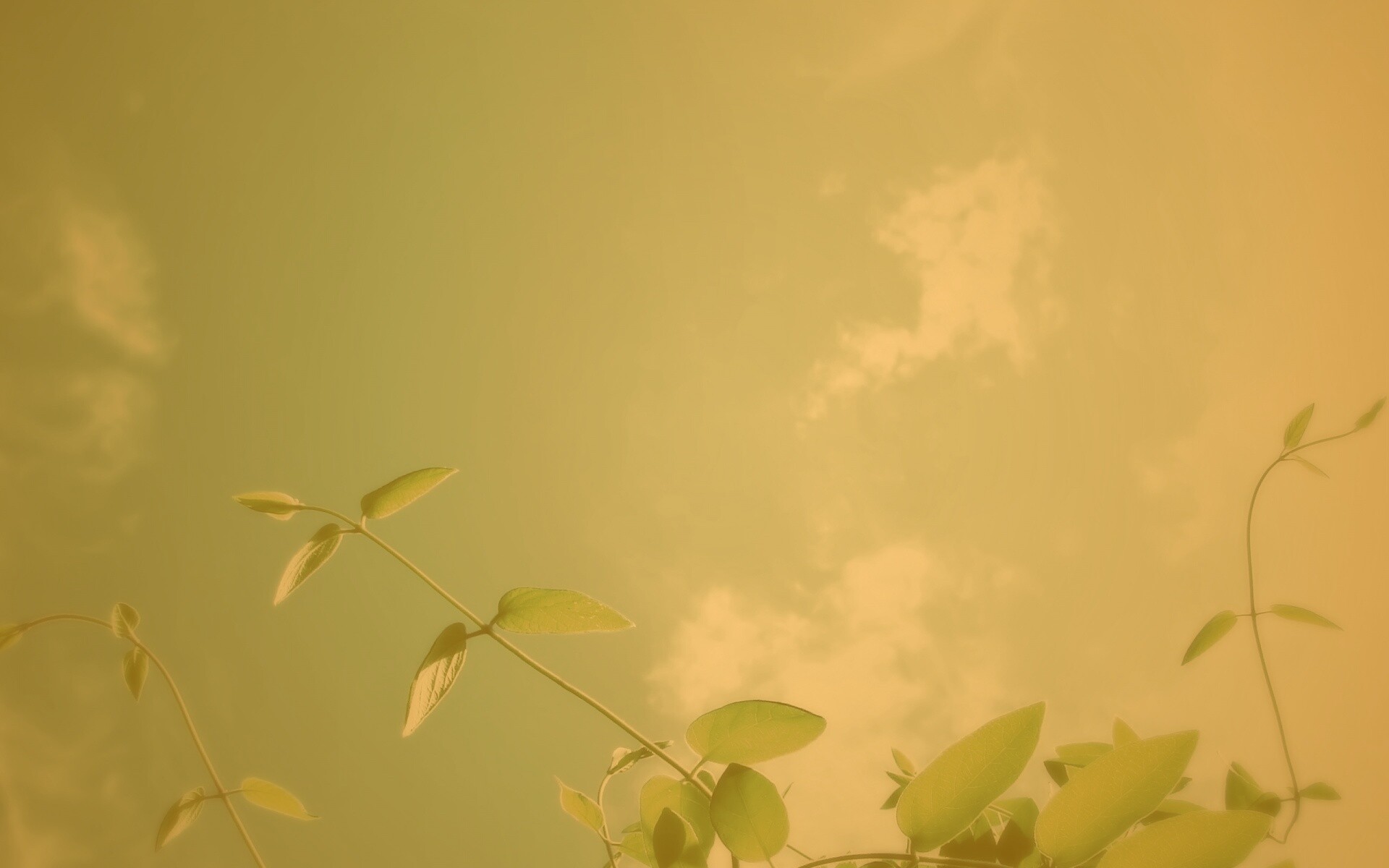 Веточки на фоне неба обои