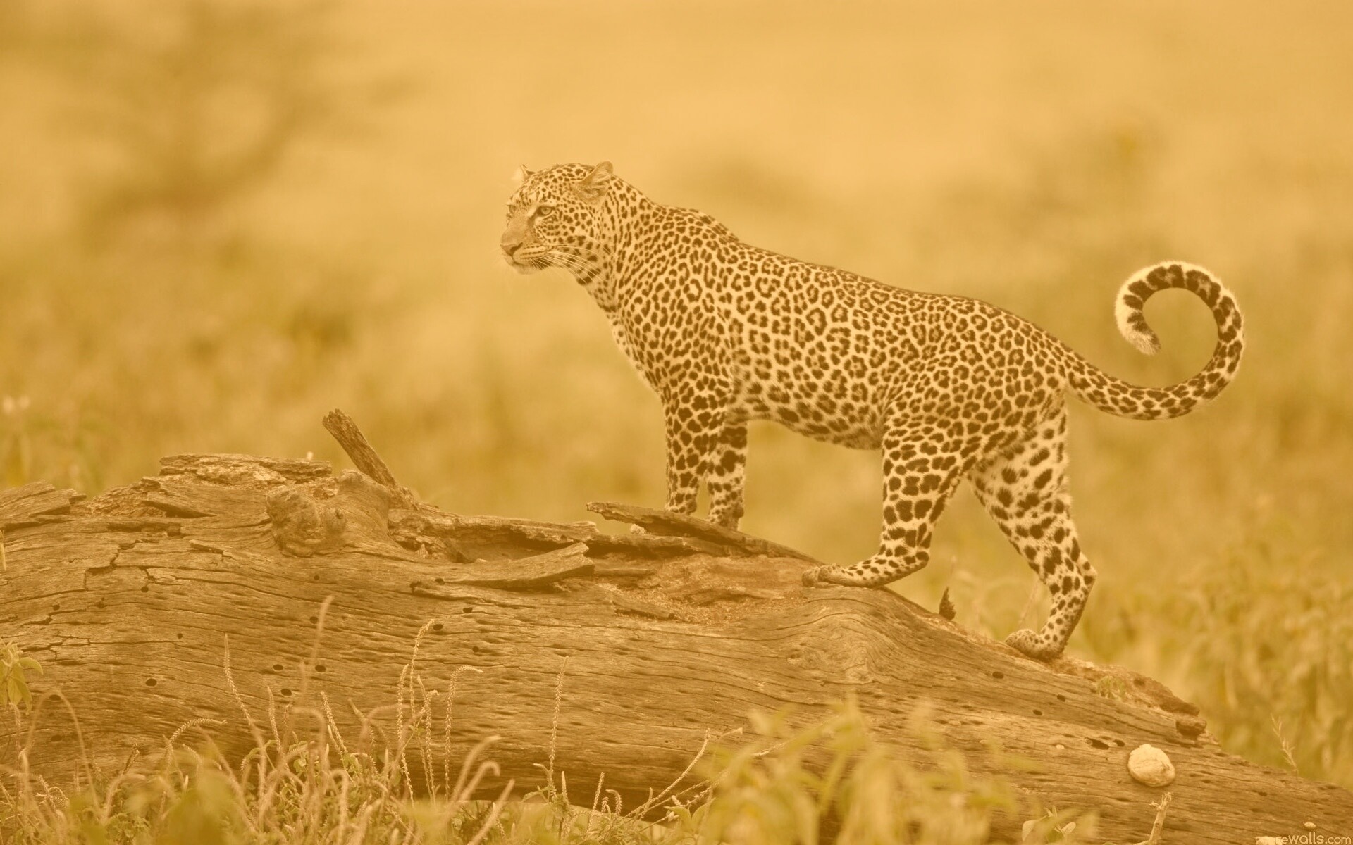 Леопард на природе обои