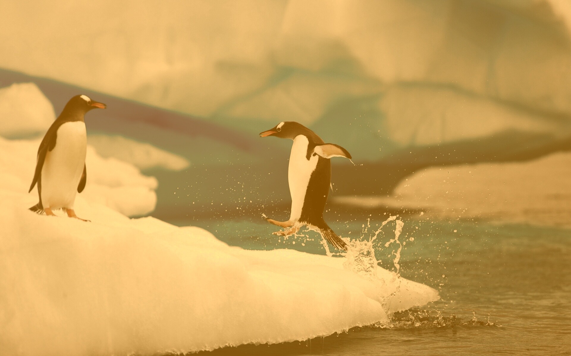 Пигвин запрыгивает на льдину обои