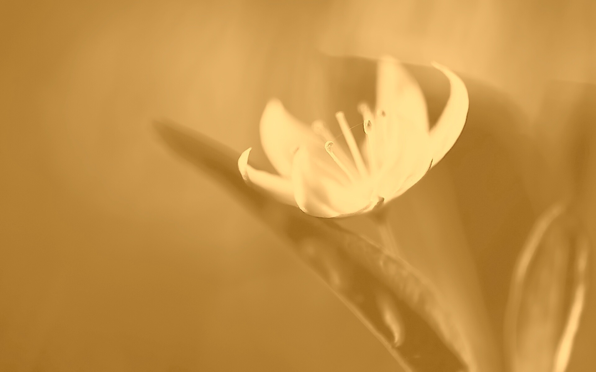 Белый цветок обои