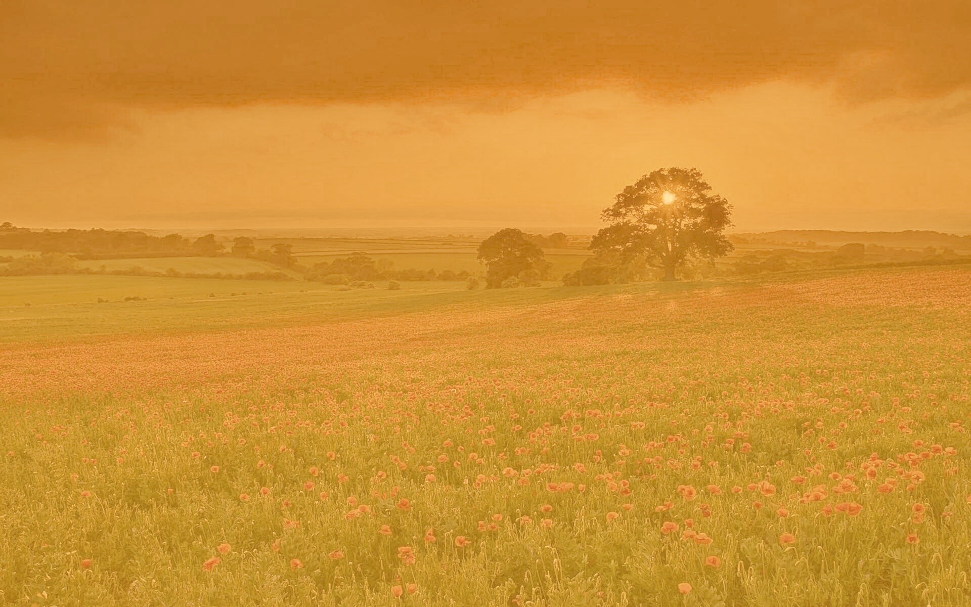 Закат на поле красных цветов обои