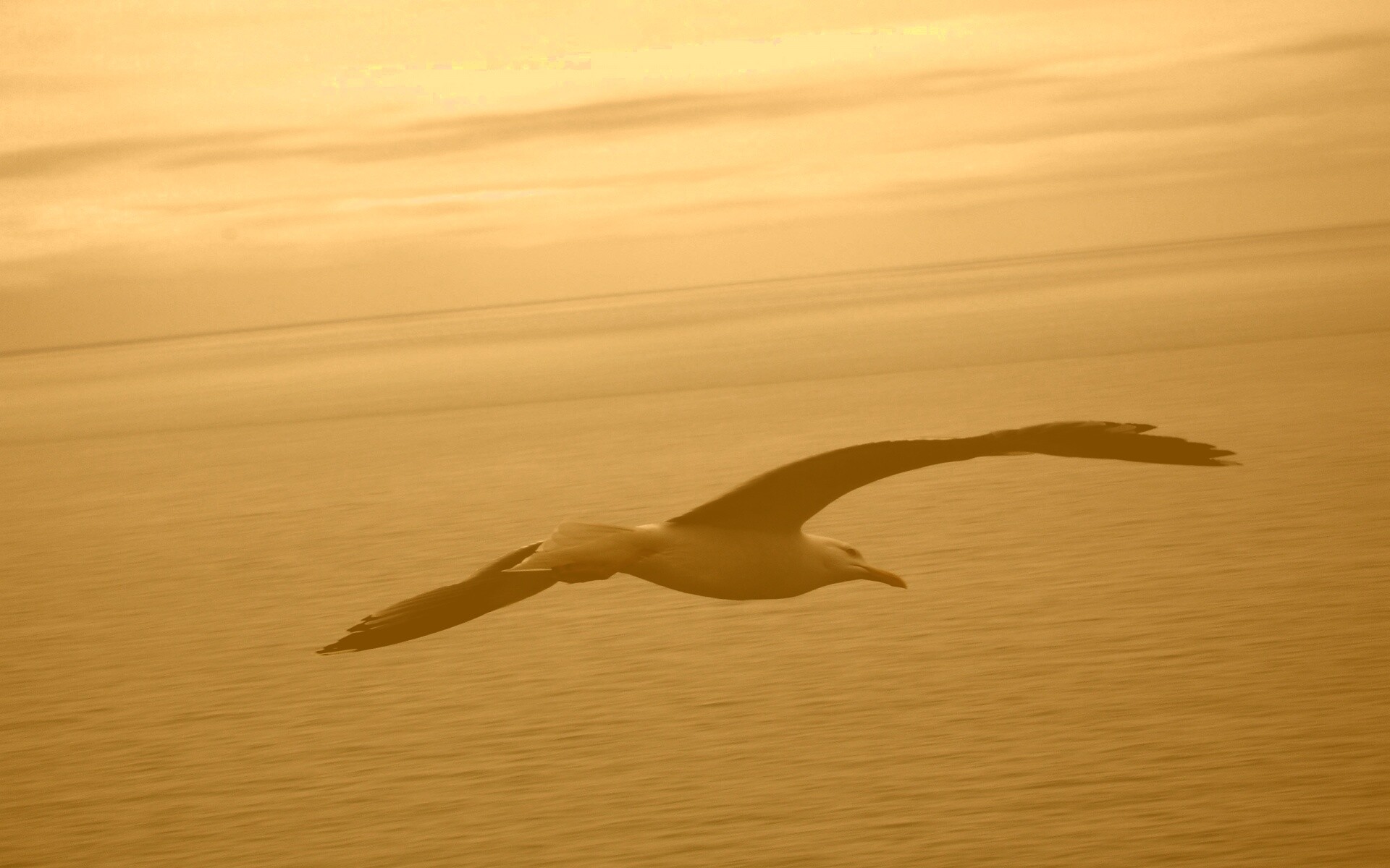 Чайка в полете обои