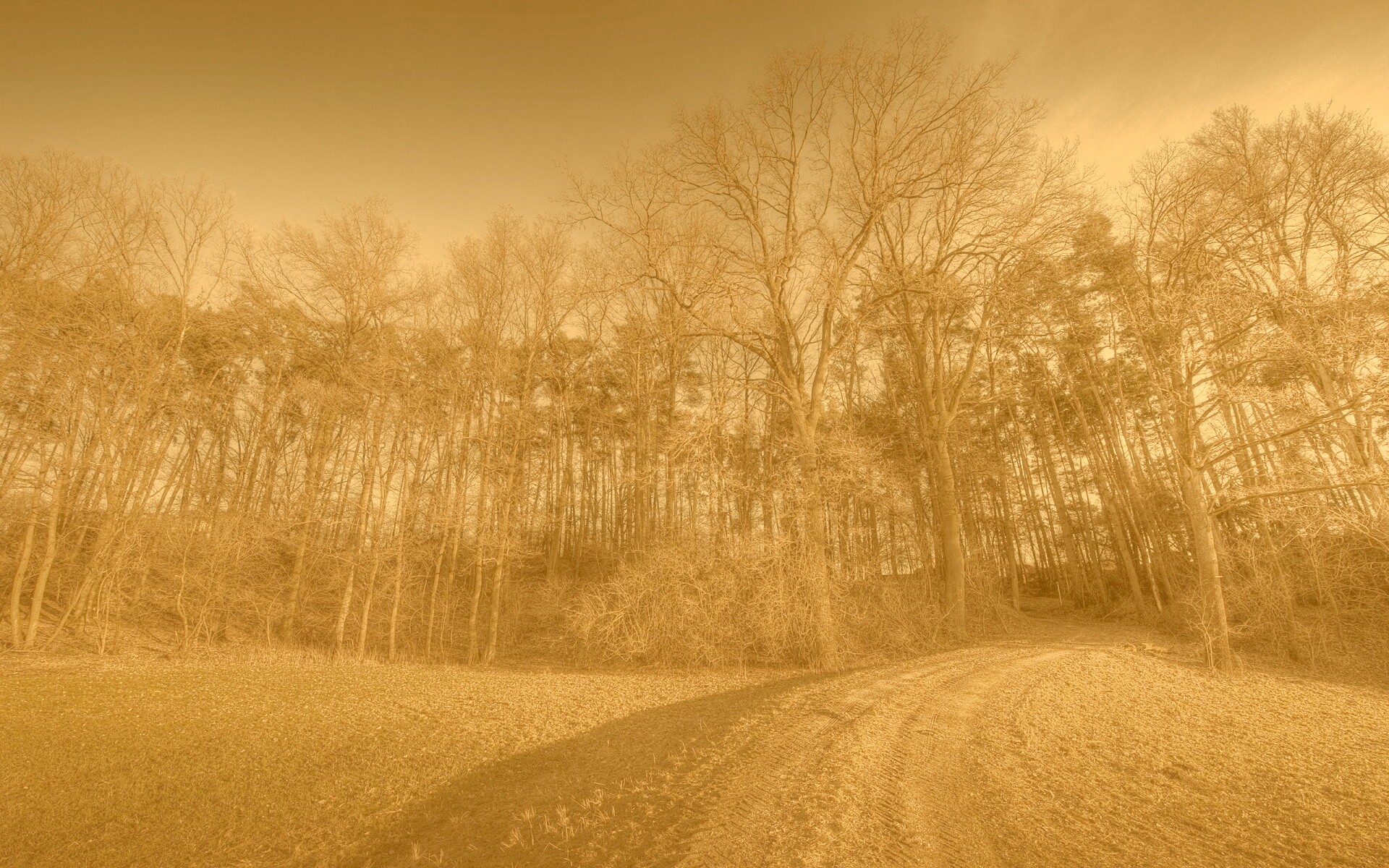 Дорога в лес обои