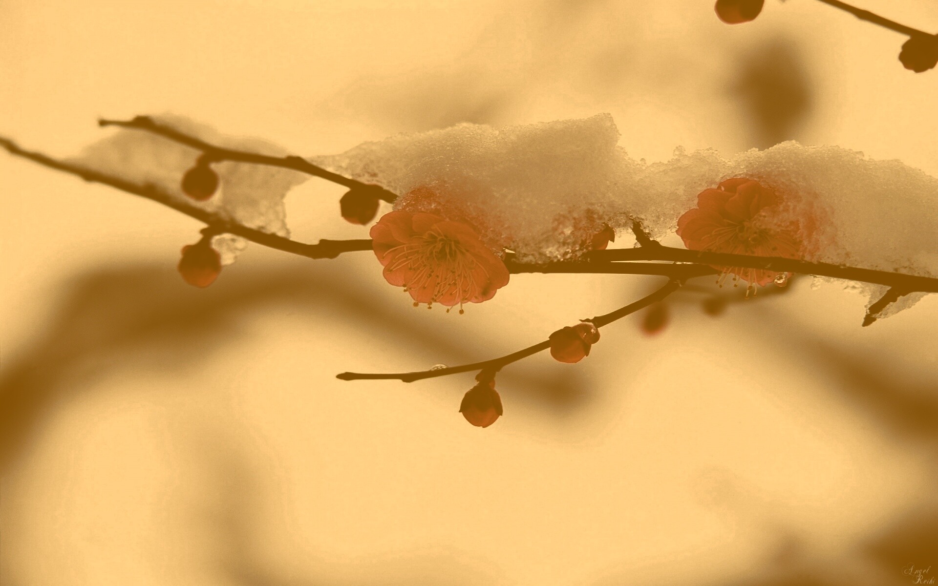 Цветы под снегом обои