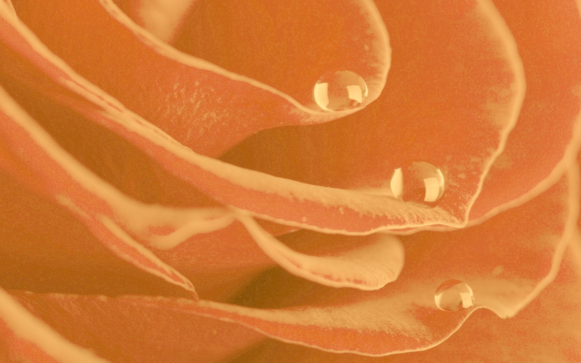 Капли росы на лепестках розы обои