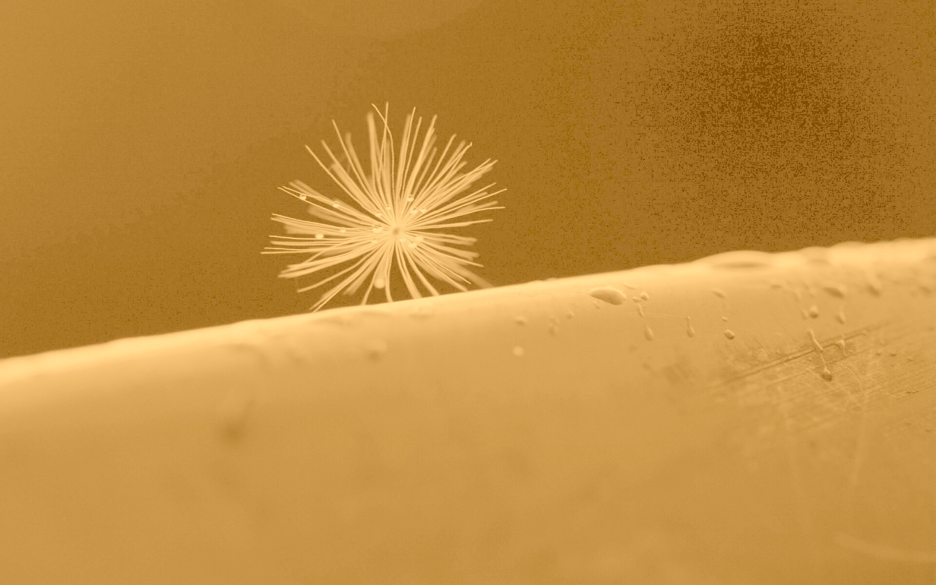 Прилипшая пушинка обои