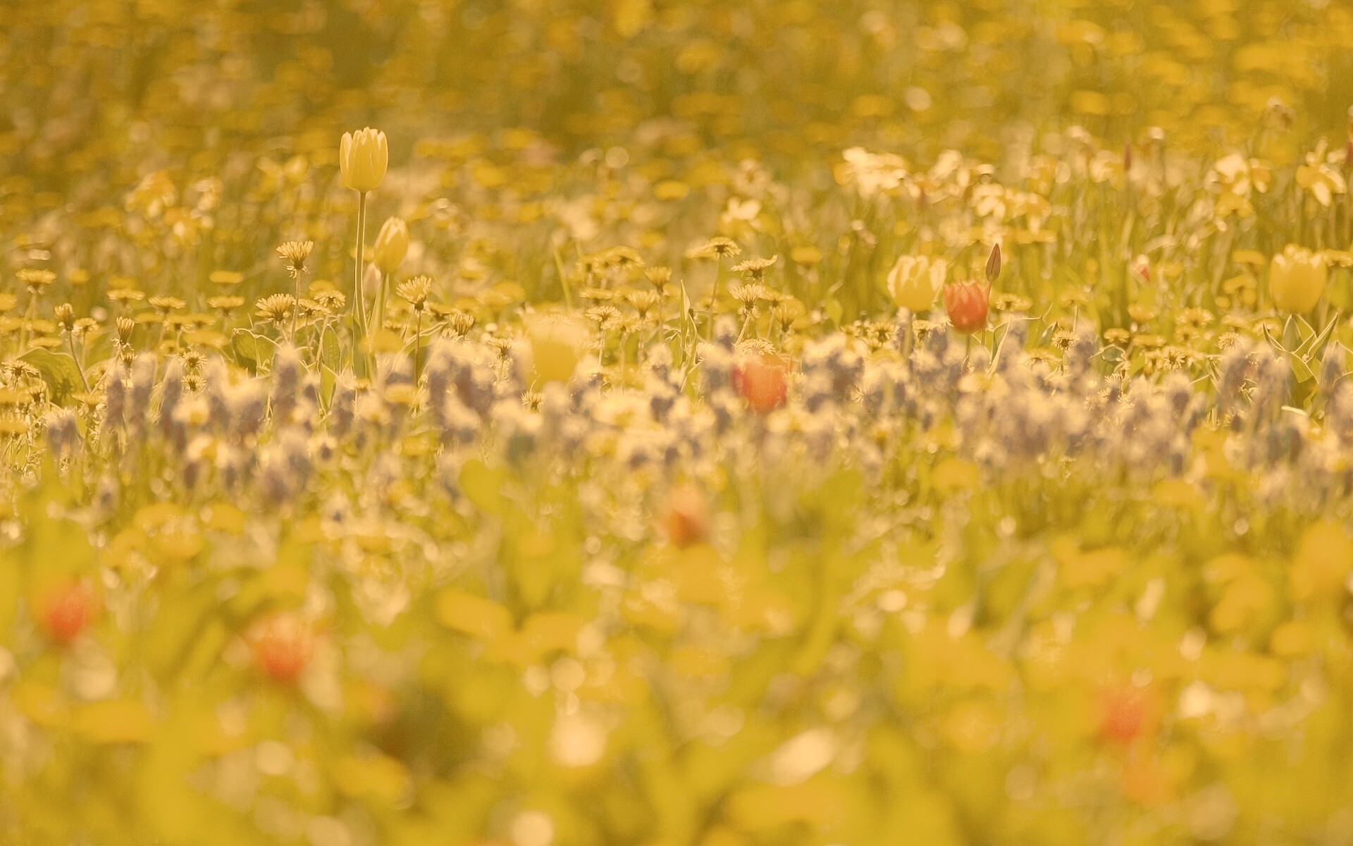 Все краски весны обои