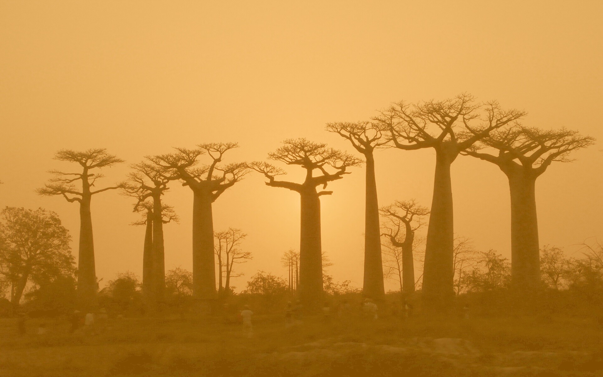 Баобабы на закате обои