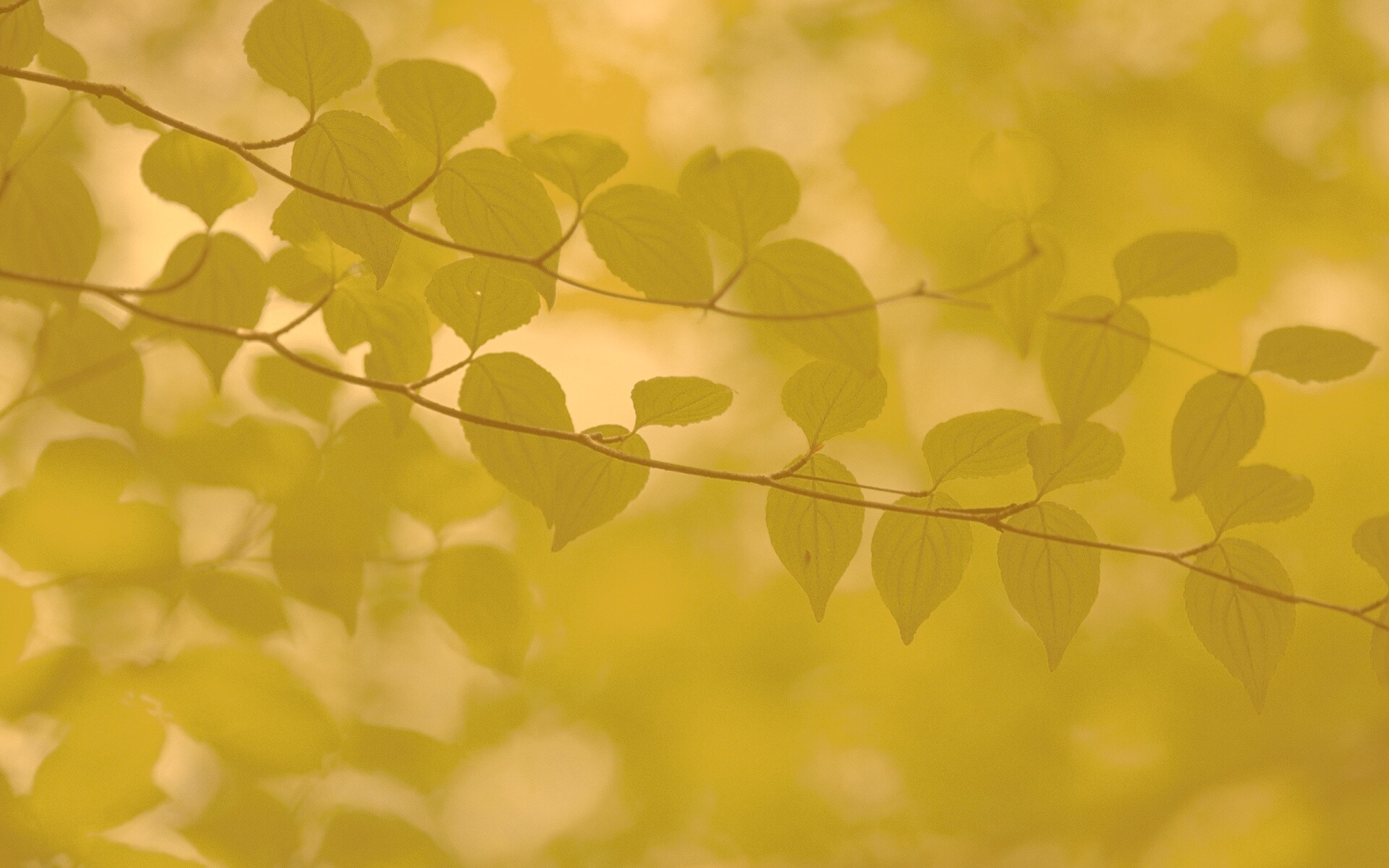 Ветка яркой зелени обои