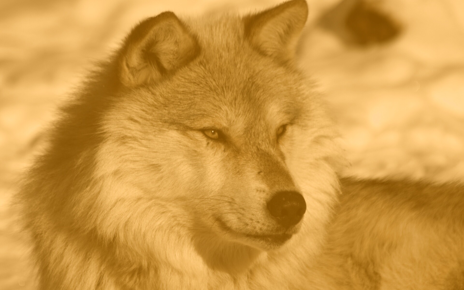 Лайка на снегу обои