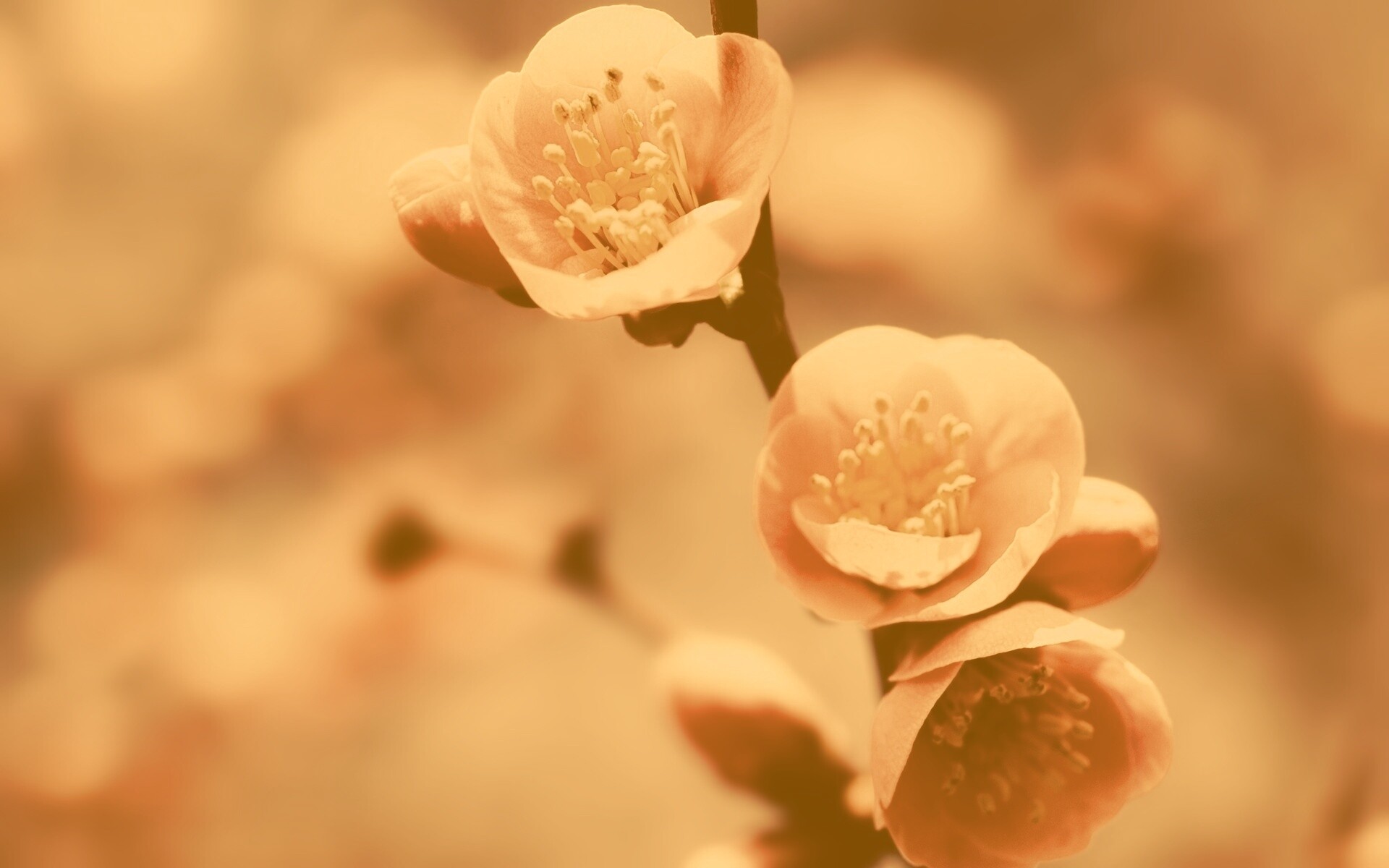 Великолепный цветок обои