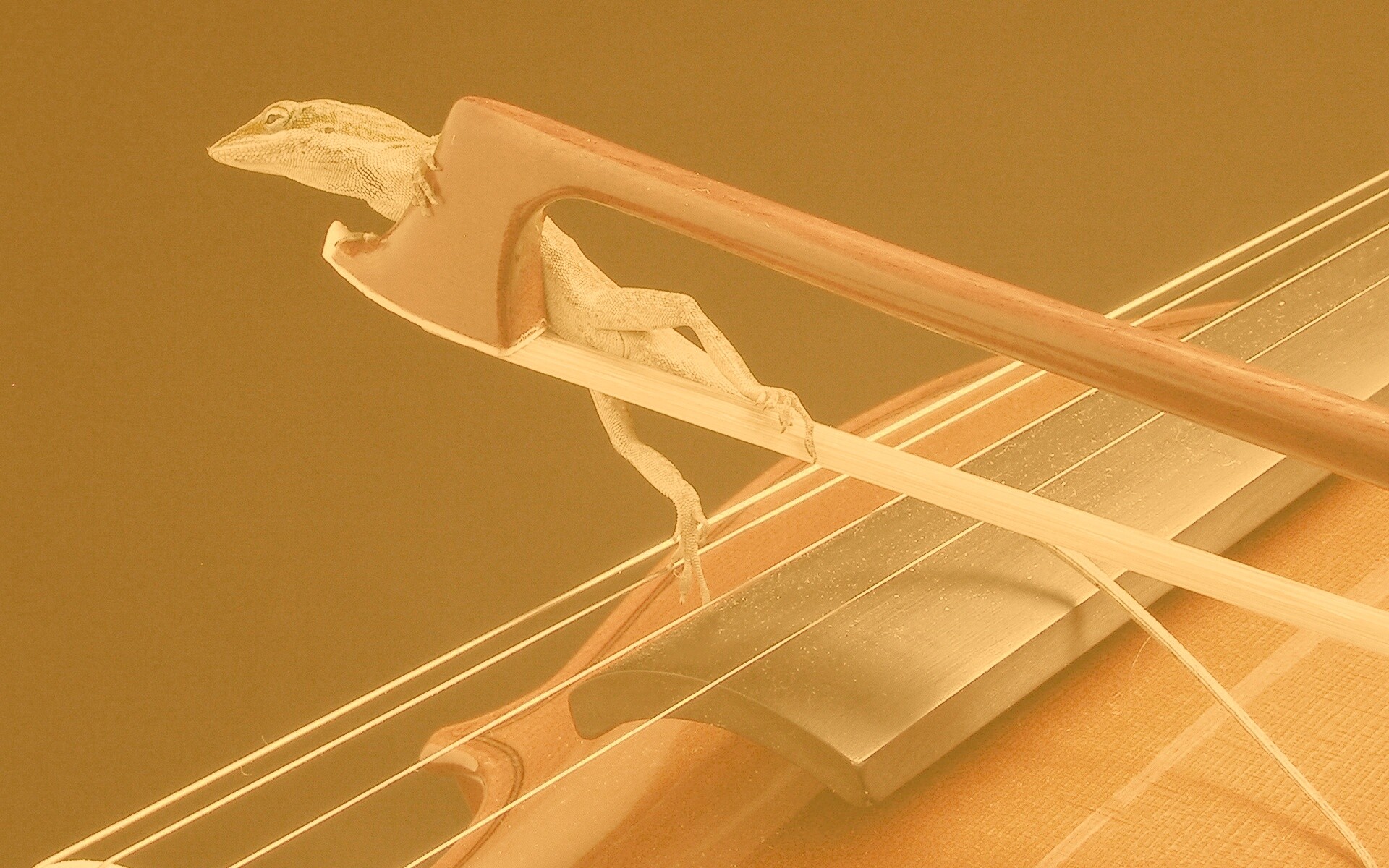 Ящерка на виолончели обои