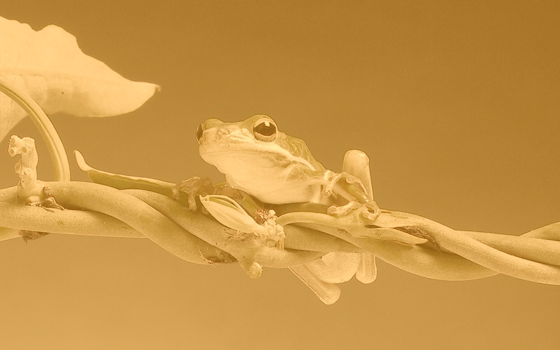 Лупоглазая лягушка на лиане обои