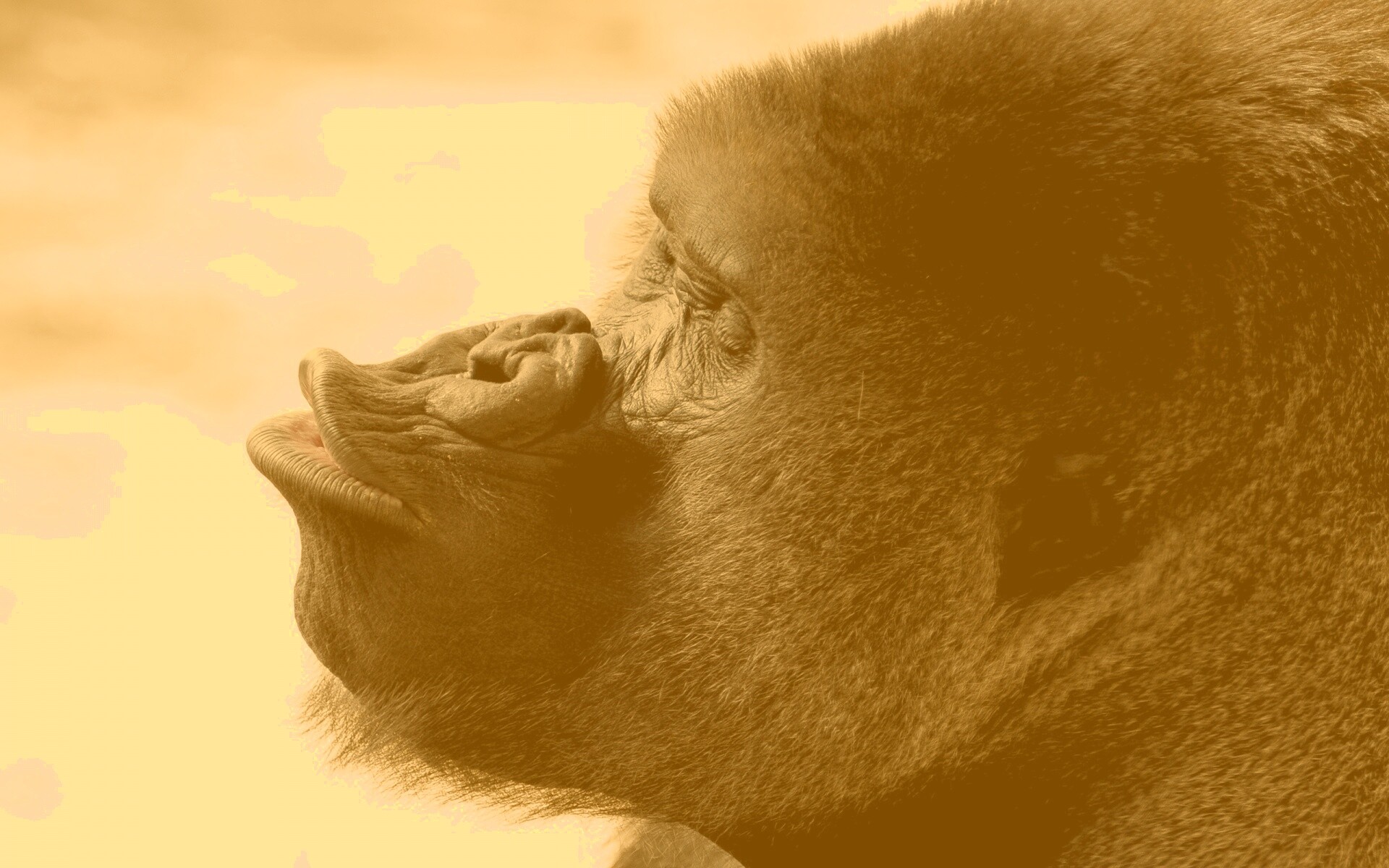 Горилла корчит рожи обои