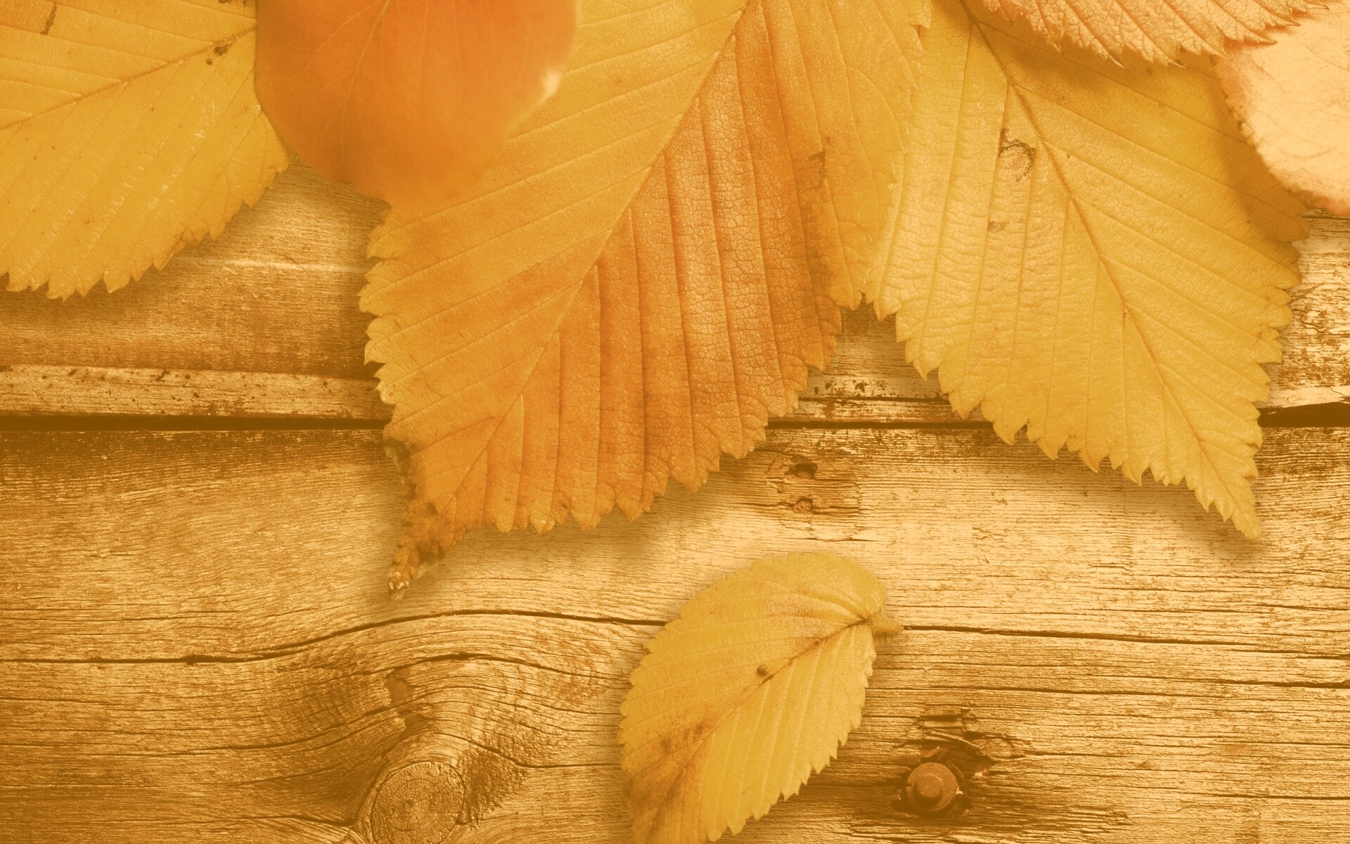 Красиво разложенные листья обои