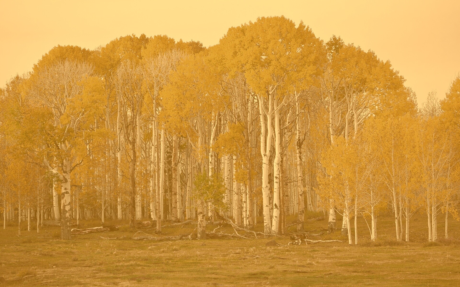 Пожелтевшая березовая роща обои